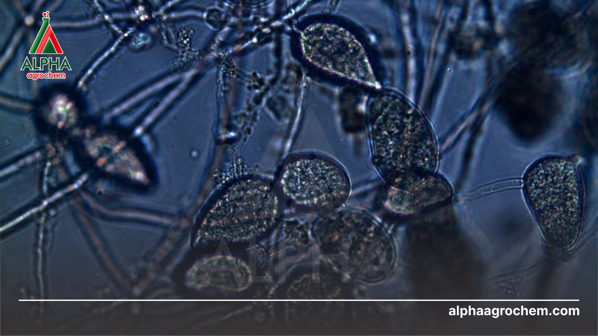 nấm khuẩn gây bệnh 