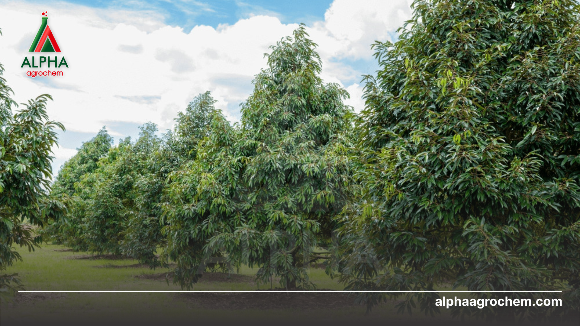 vườn cây sầu riêng 