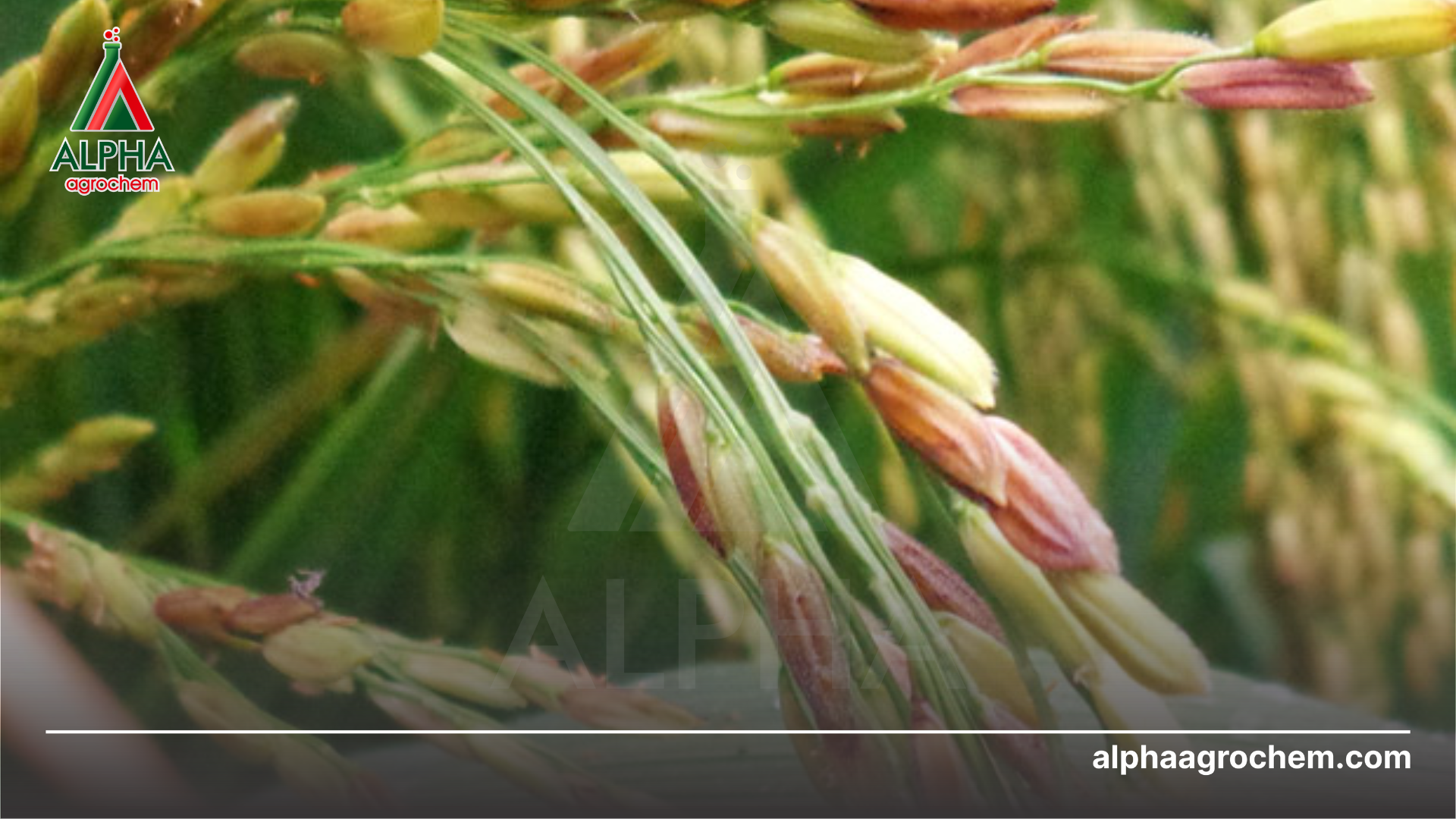 bệnh lem lép hạt lúa 