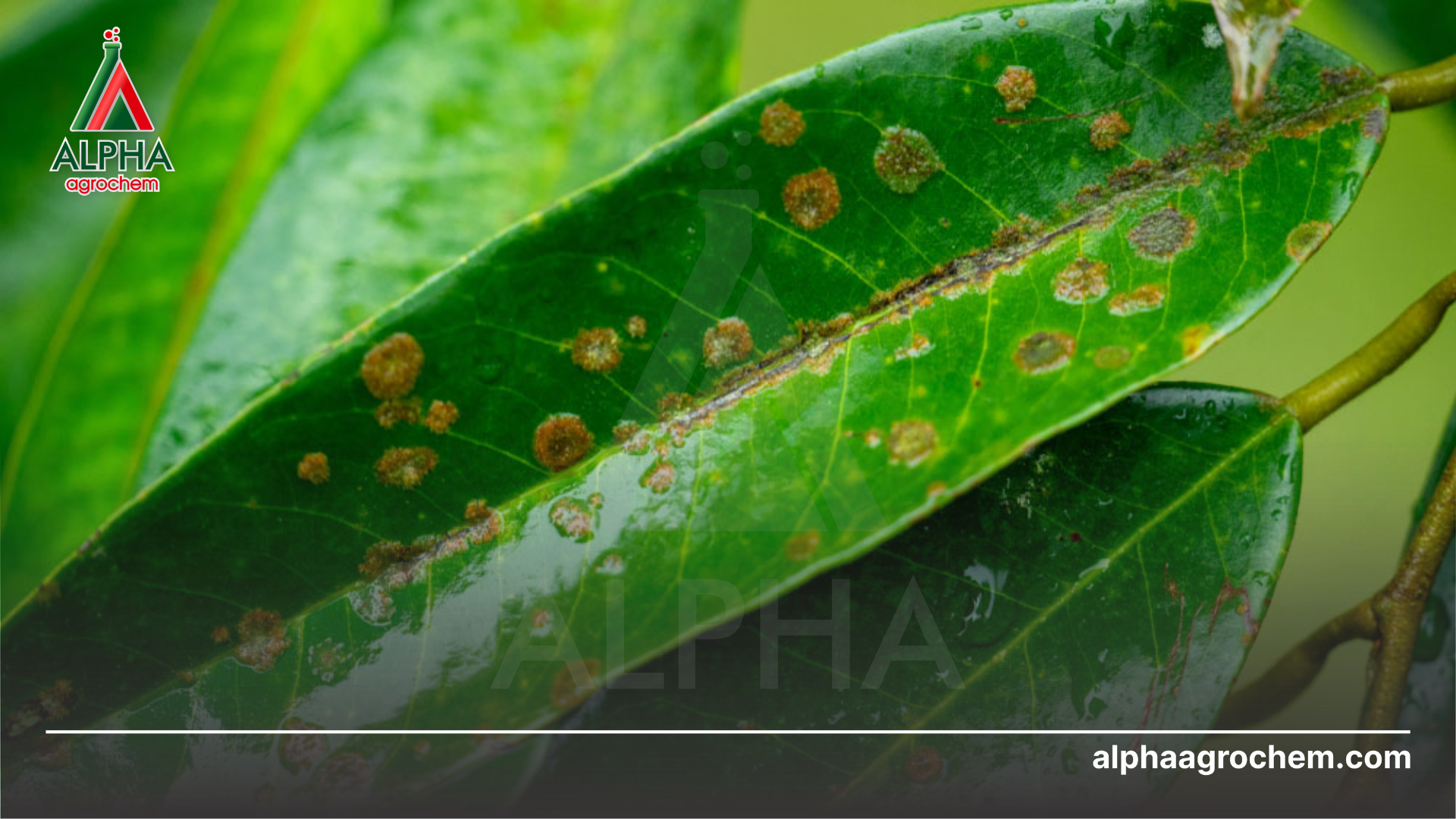 bệnh đốm rong trên lá 