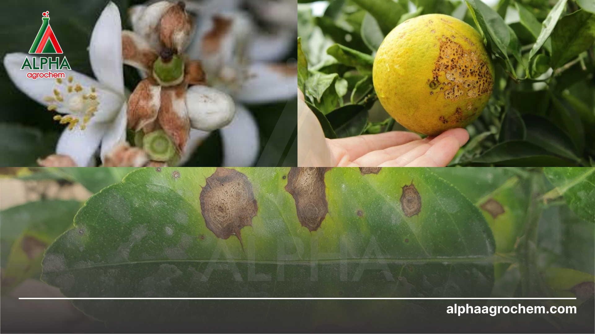 triệu chứng của bệnh thán thư trên cây có múi 