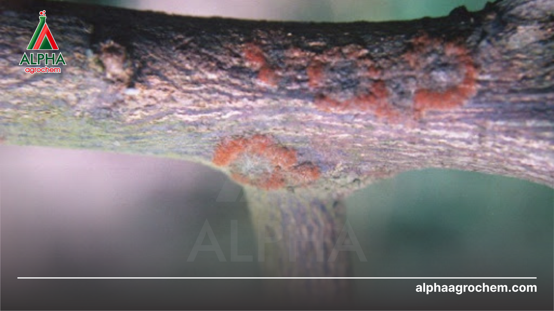 bệnh đốm rong trên thân và cành 