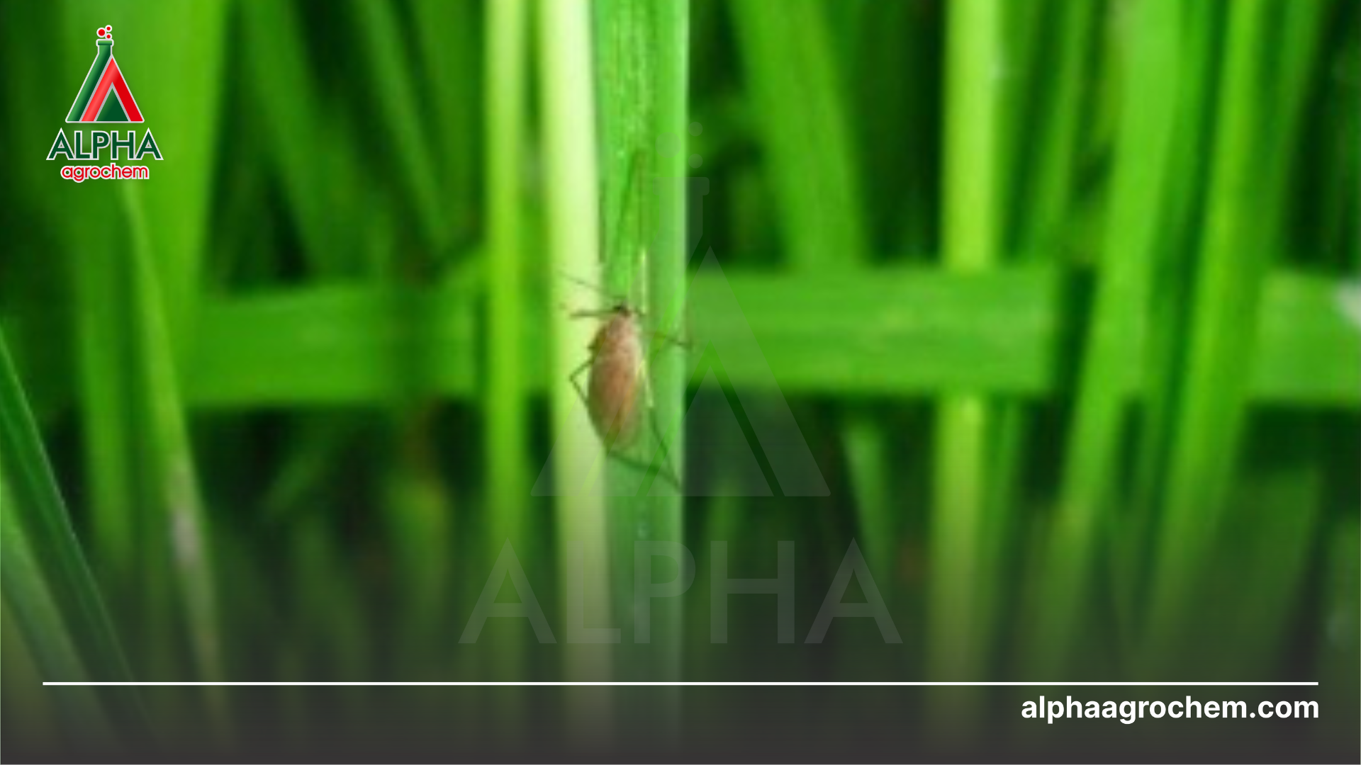 muỗi hành hại lúa