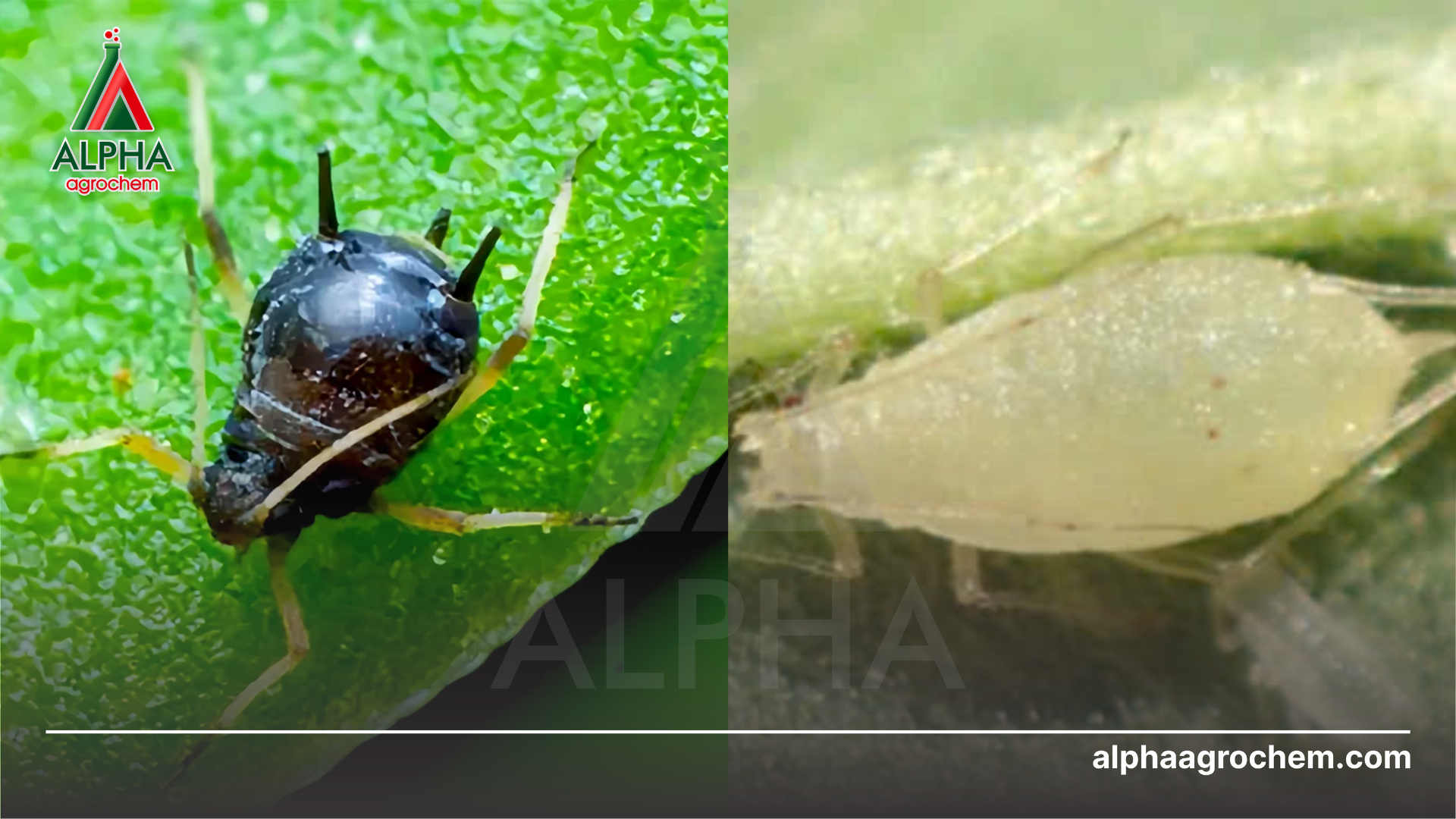 2 loại rệp muội gây hại 