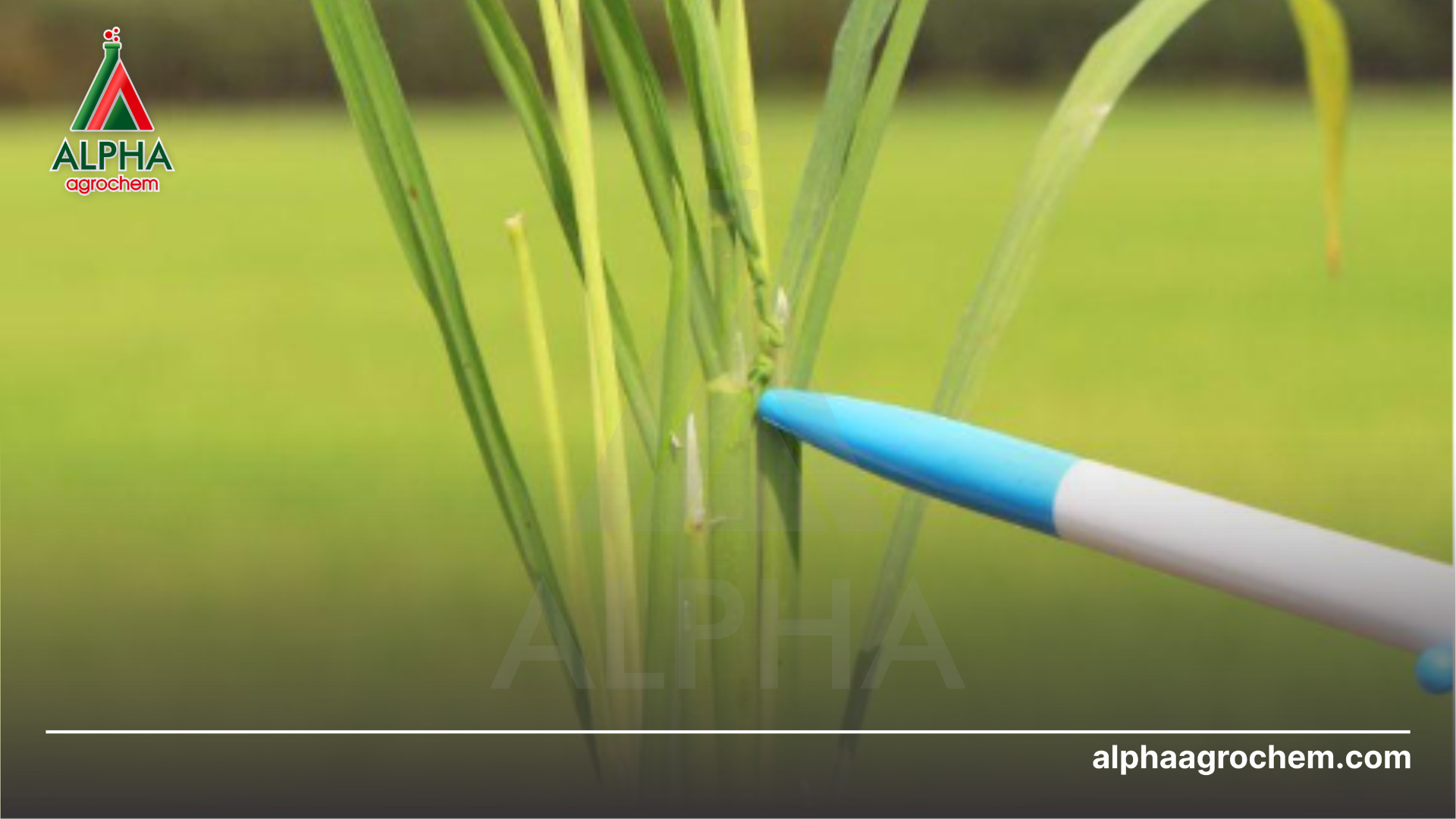 muỗi hành hại lúa