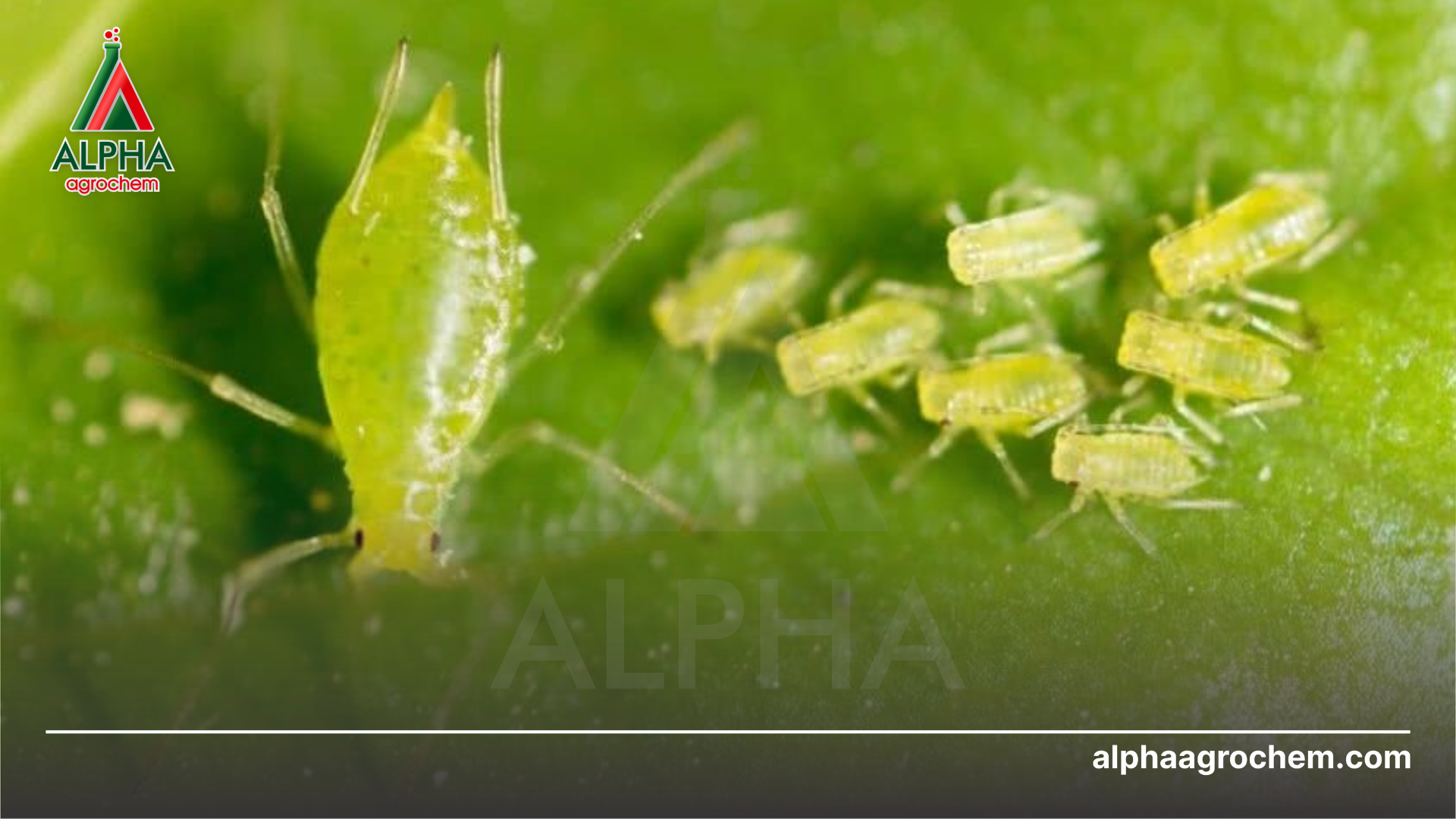 rệp muội hại cà phê 