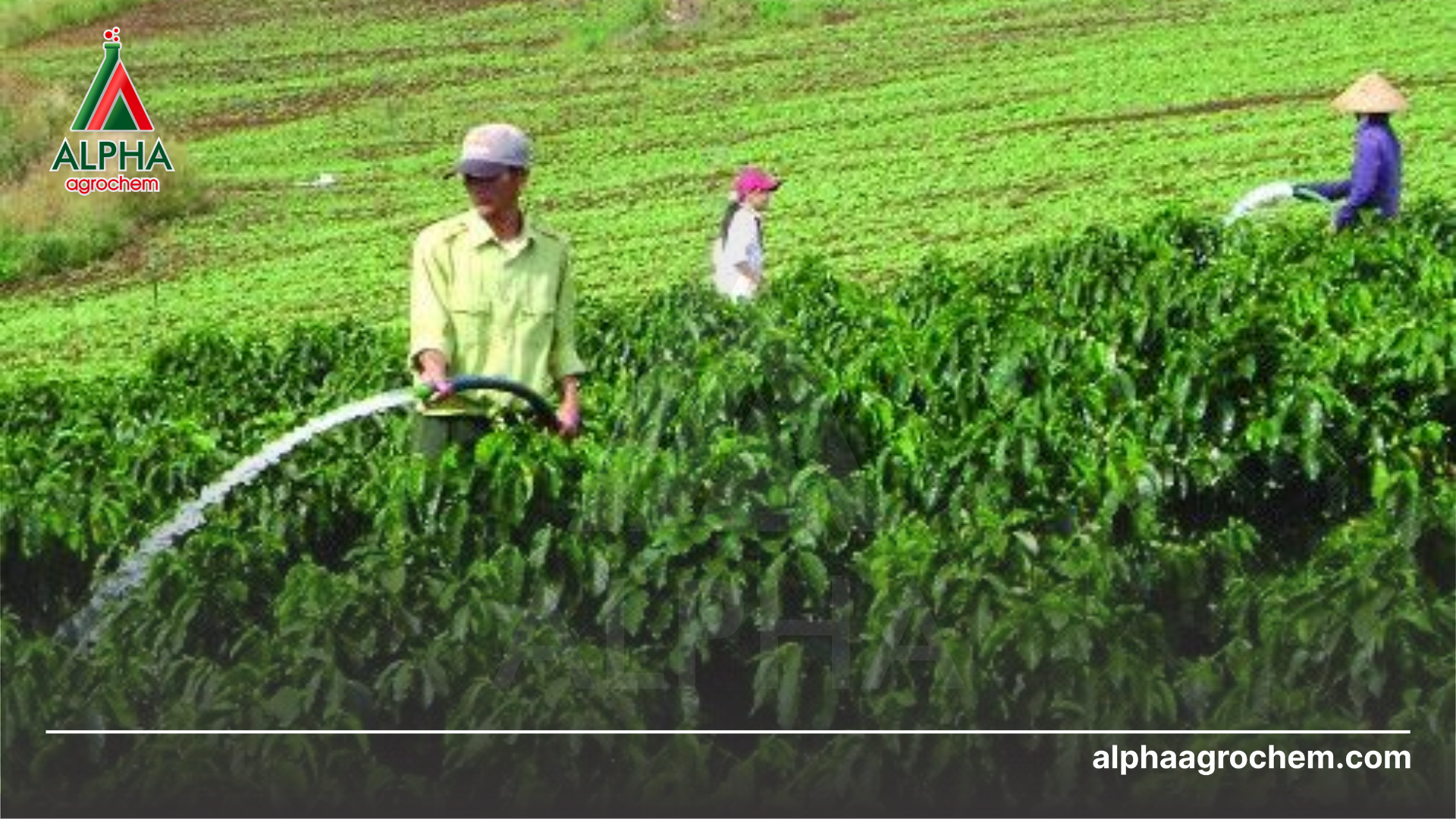 nông dân phun thuốc trừ rệp muội 
