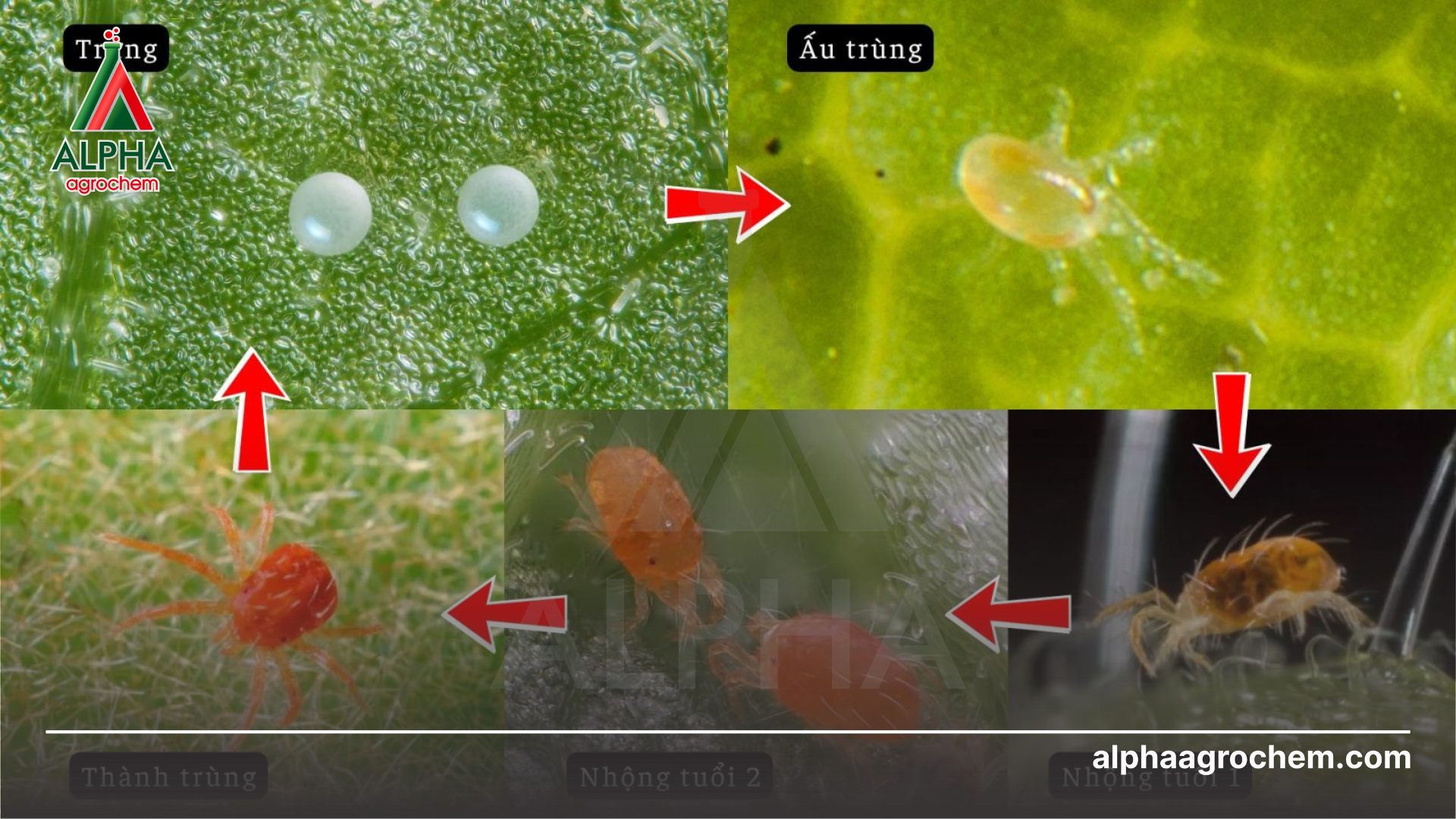 vòng đời của nhện đỏ hại cam, quýt 