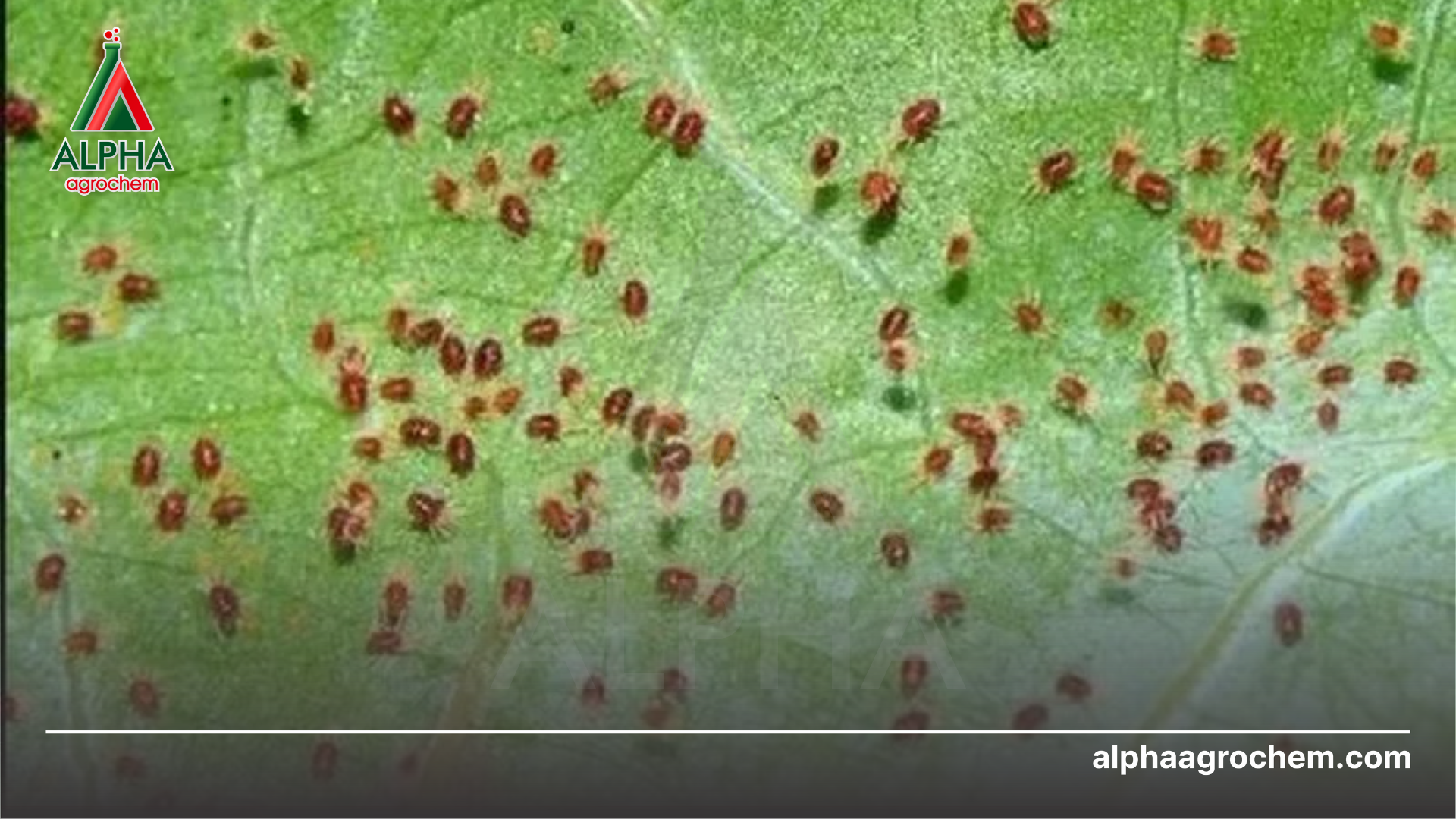 đặc điểm gây hại của nhện đỏ hại cam, quýt 