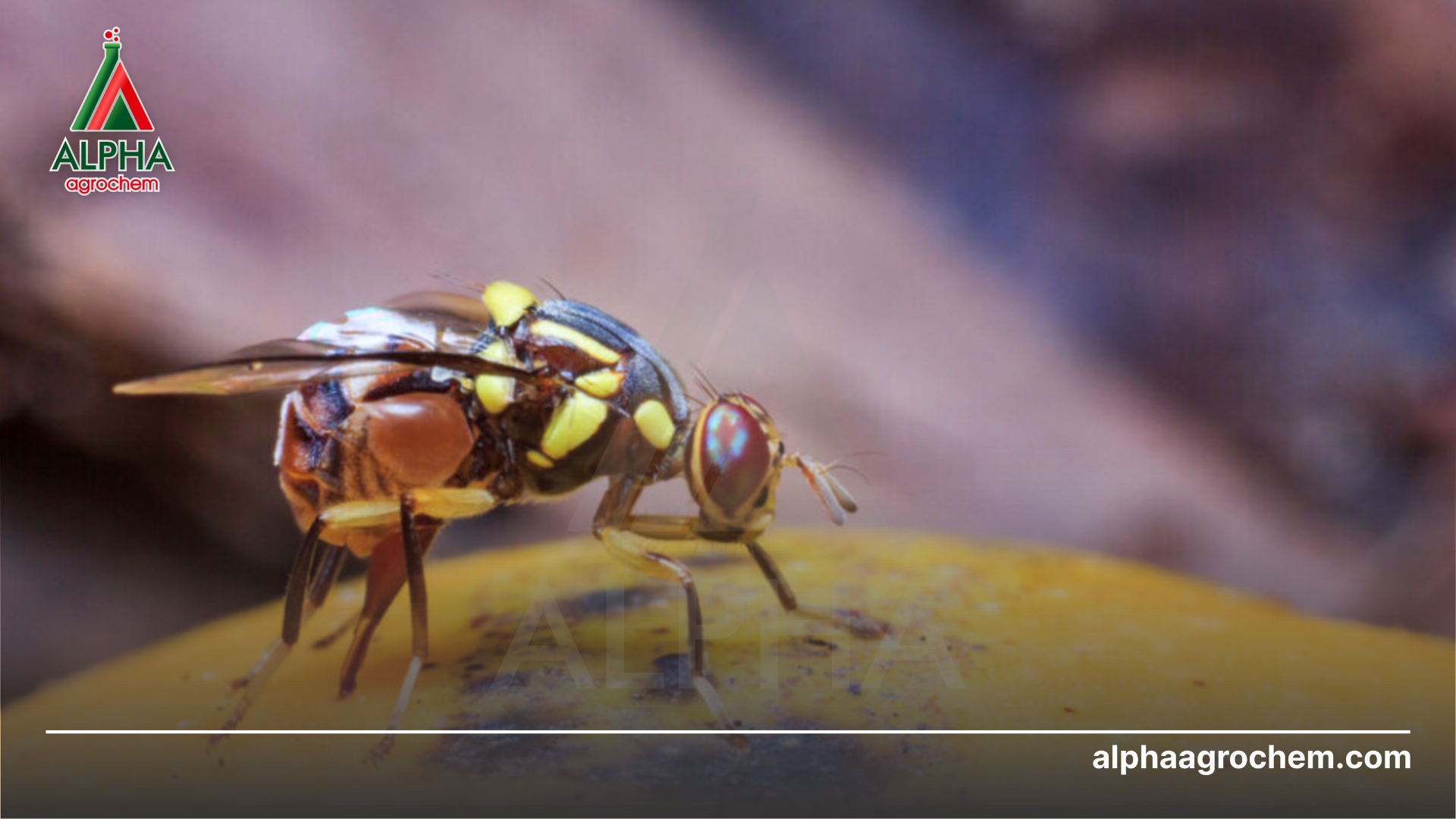 ruồi đục quả mít 