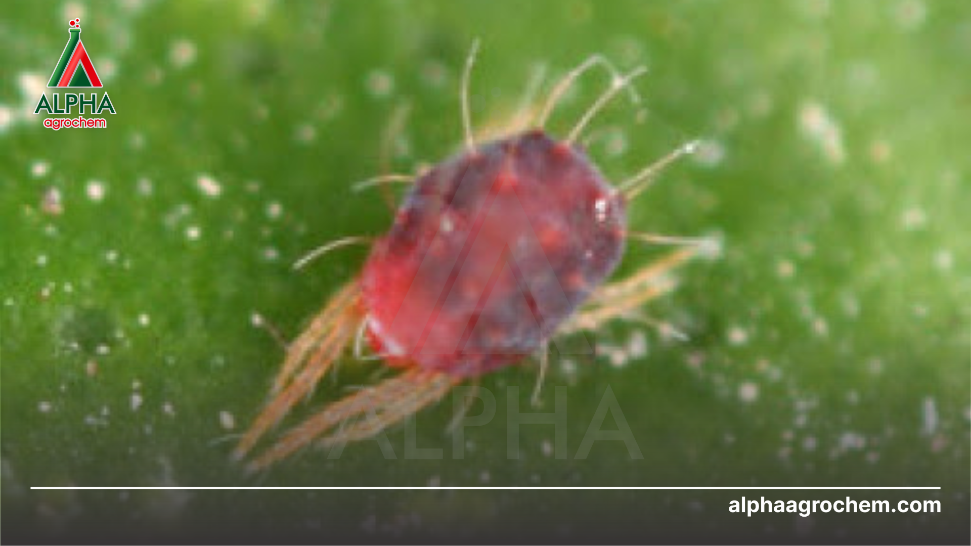 nhện đỏ hại cam, quýt 