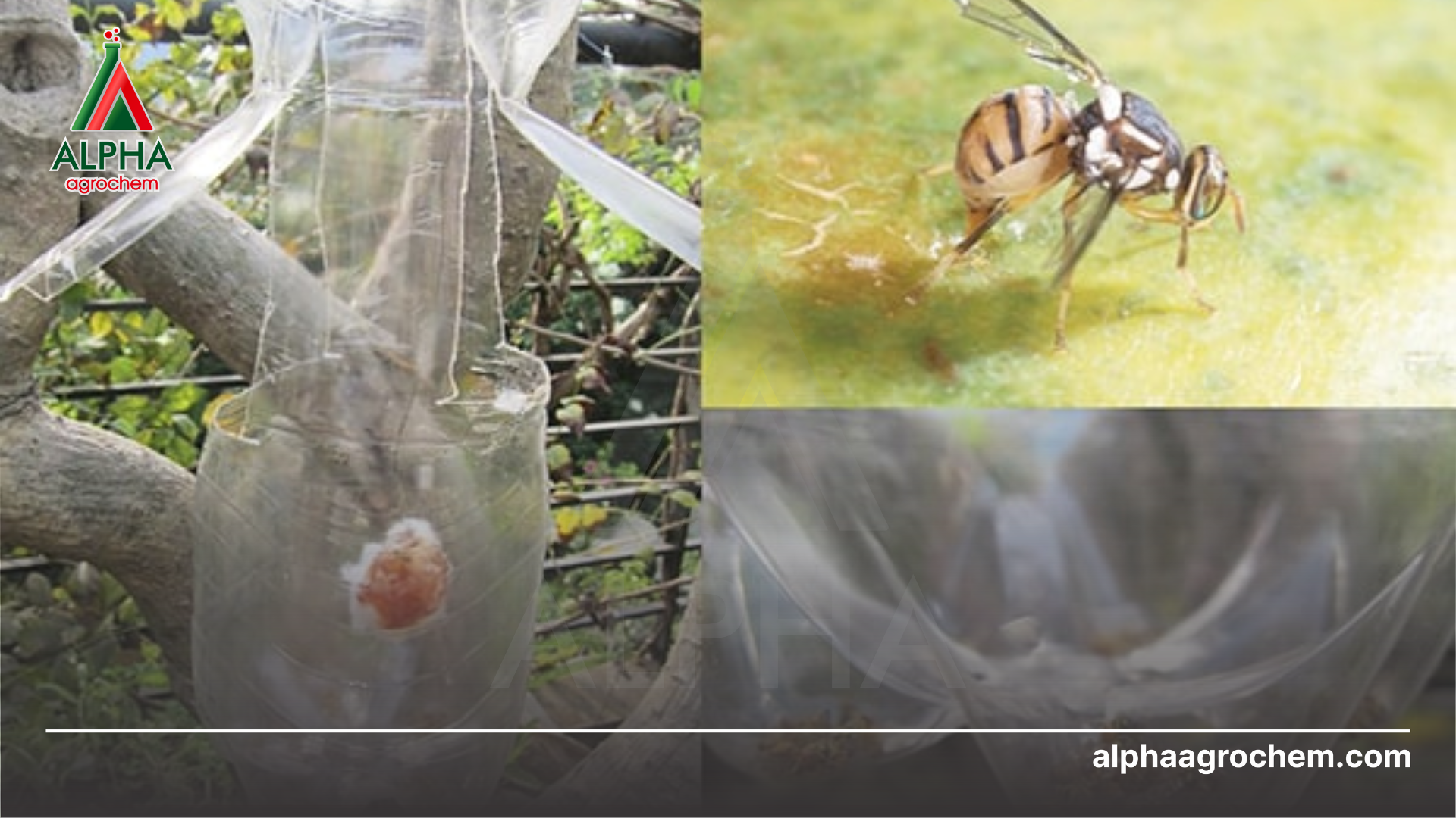 các biện pháp phòng trừ ruồi đục quả mít 