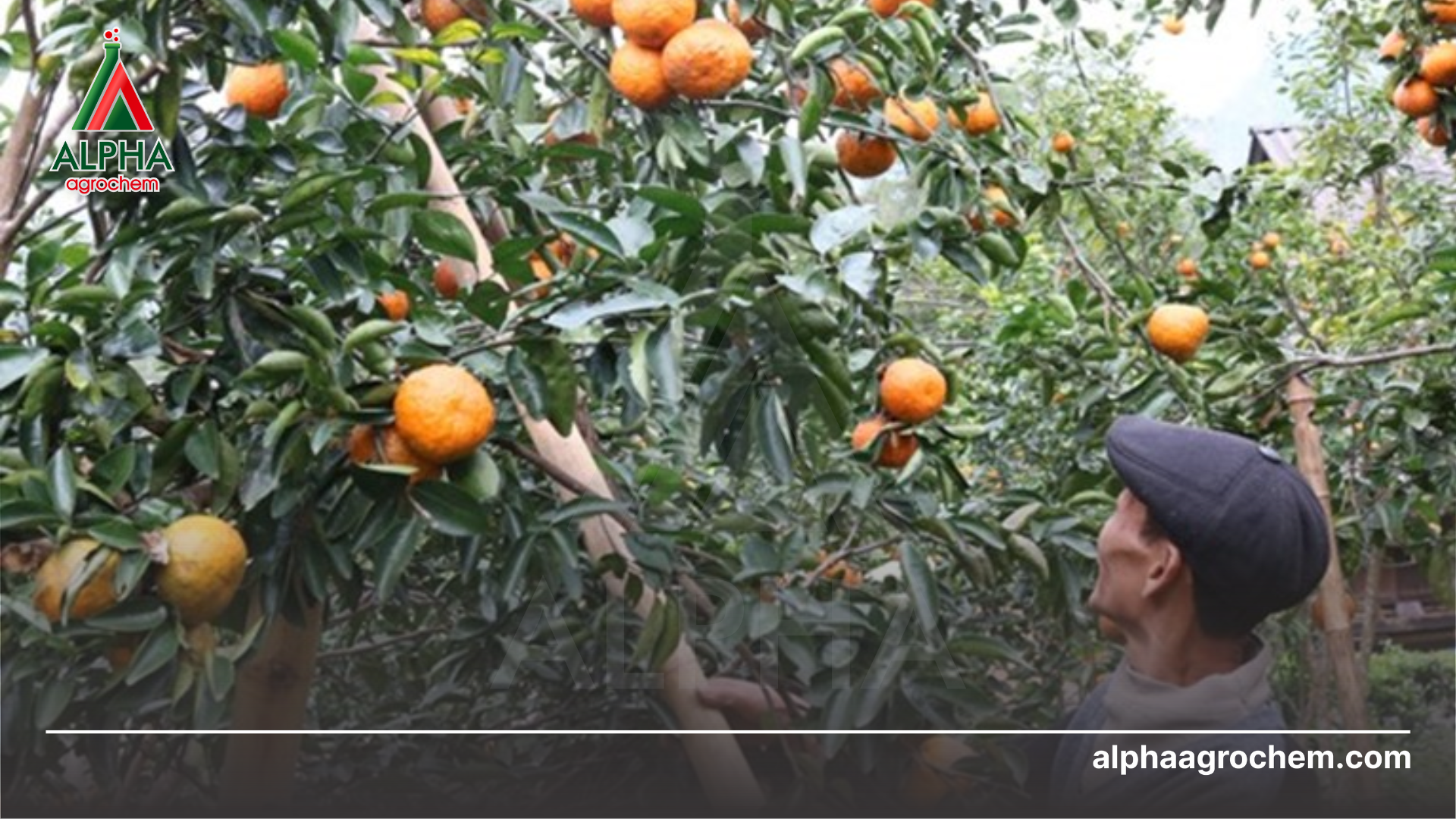 nông dân chăm sóc cây cam đẻ tránh bị nhện đỏ tấn công 