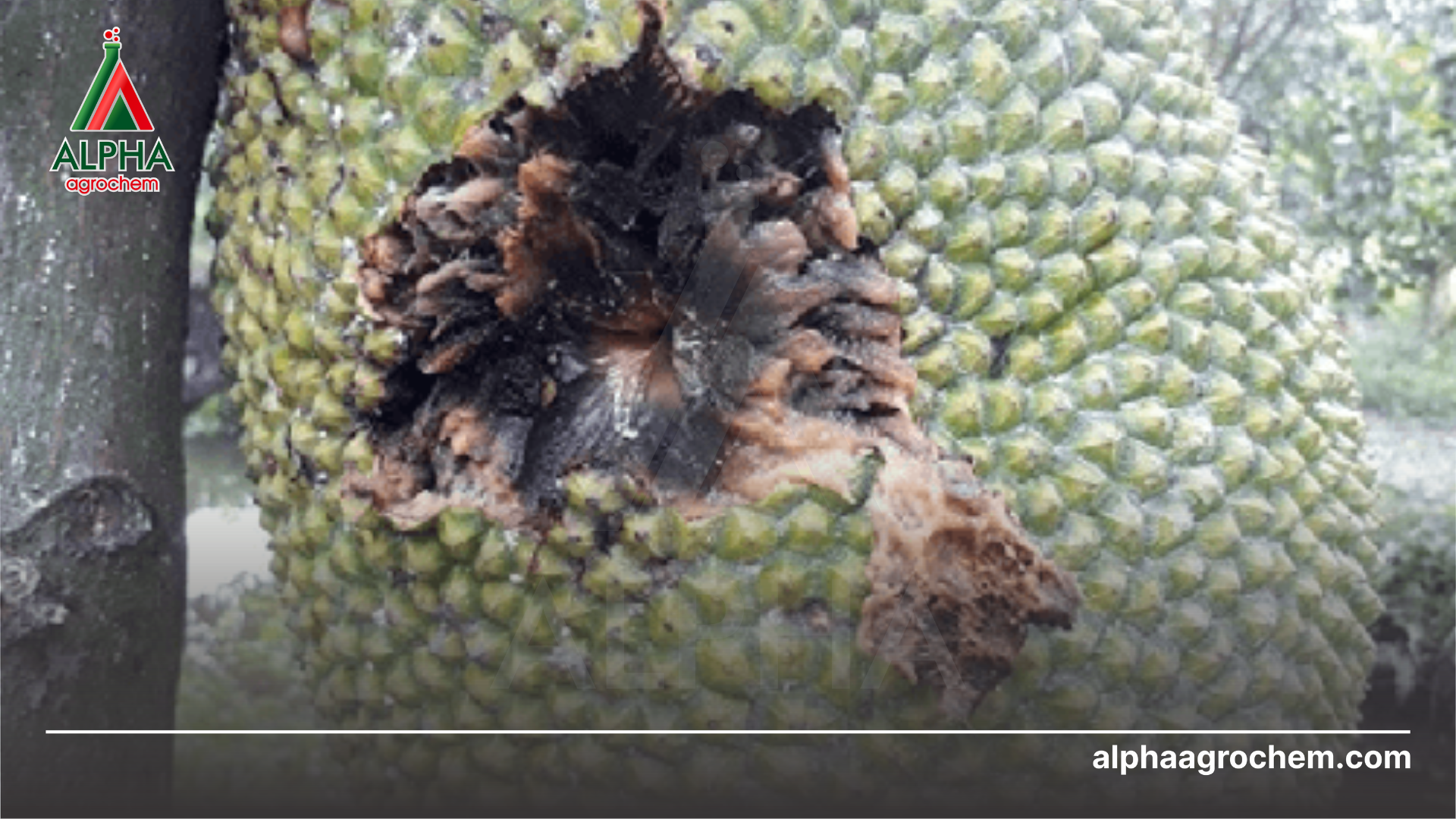 đặc điểm gây hại của ruồi đục quả 