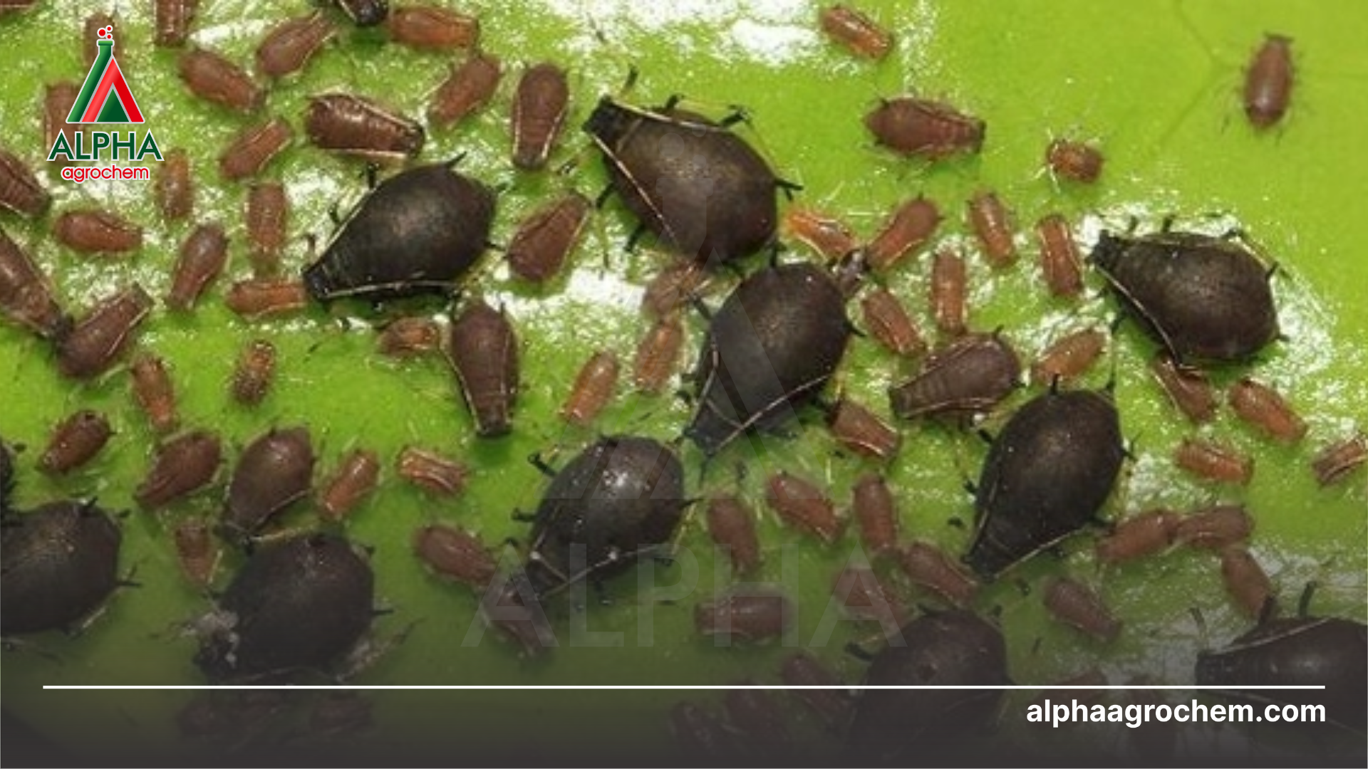 rệp muội hại cà phê 