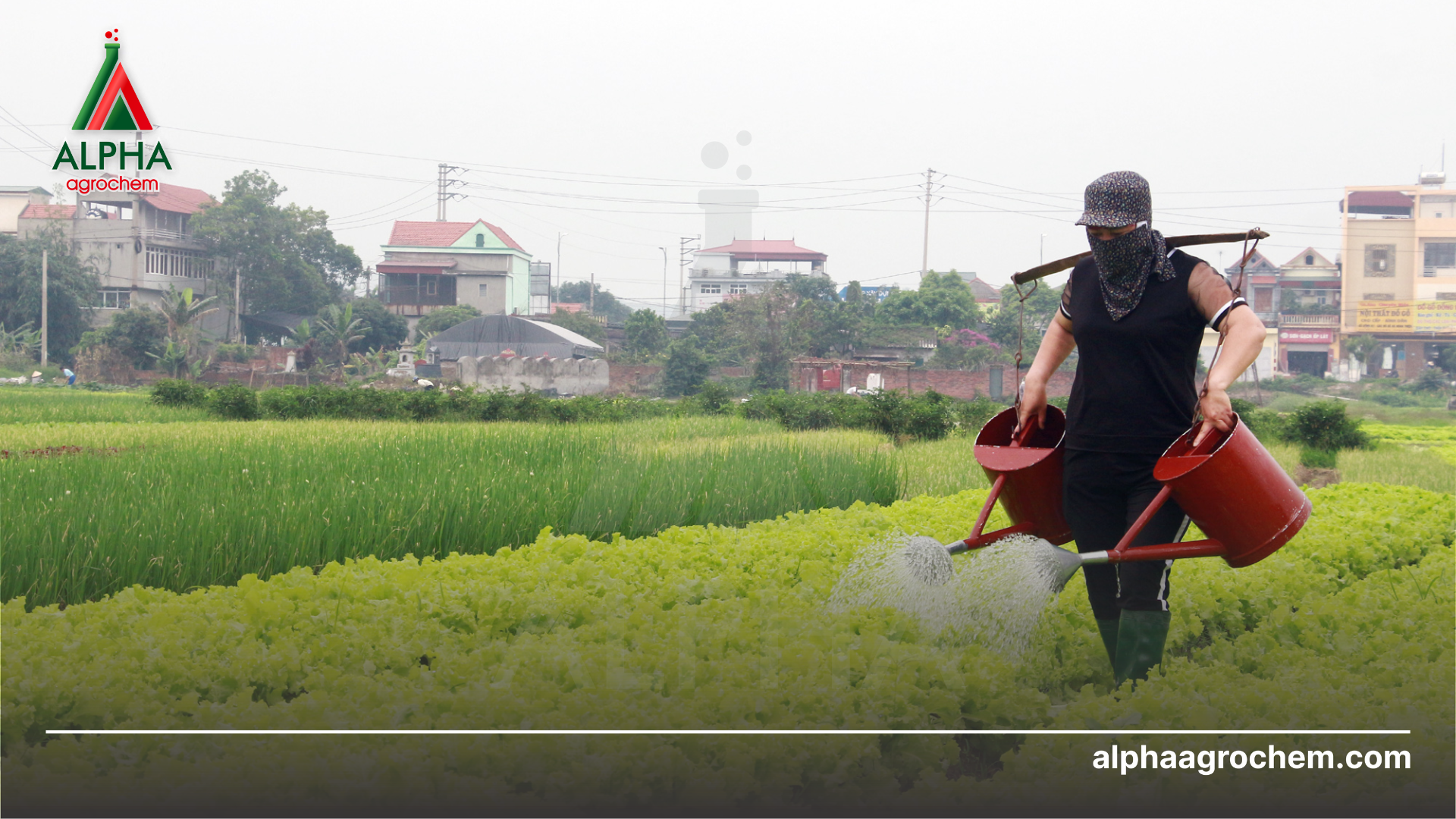 nông dân phun Phân bón lá kali sinh học