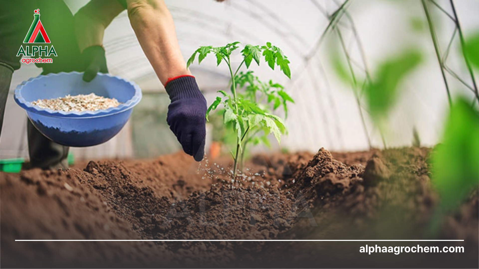 nông dân phun Phân bón lá AMINO-MINE NPK (13-5-7)