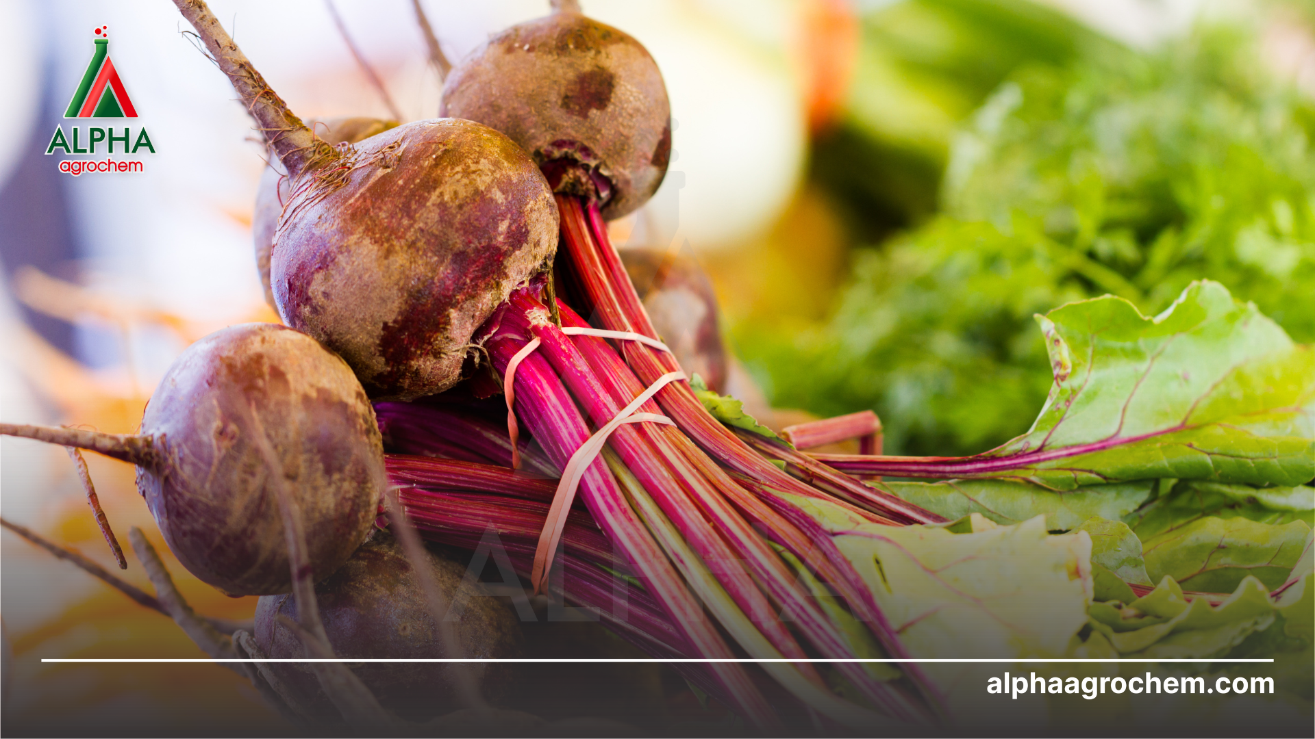 nông sản lớn củ 