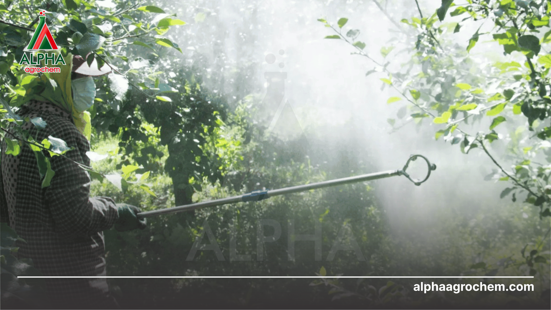 nông dân phun Phân bón lá NBC Gli-P30