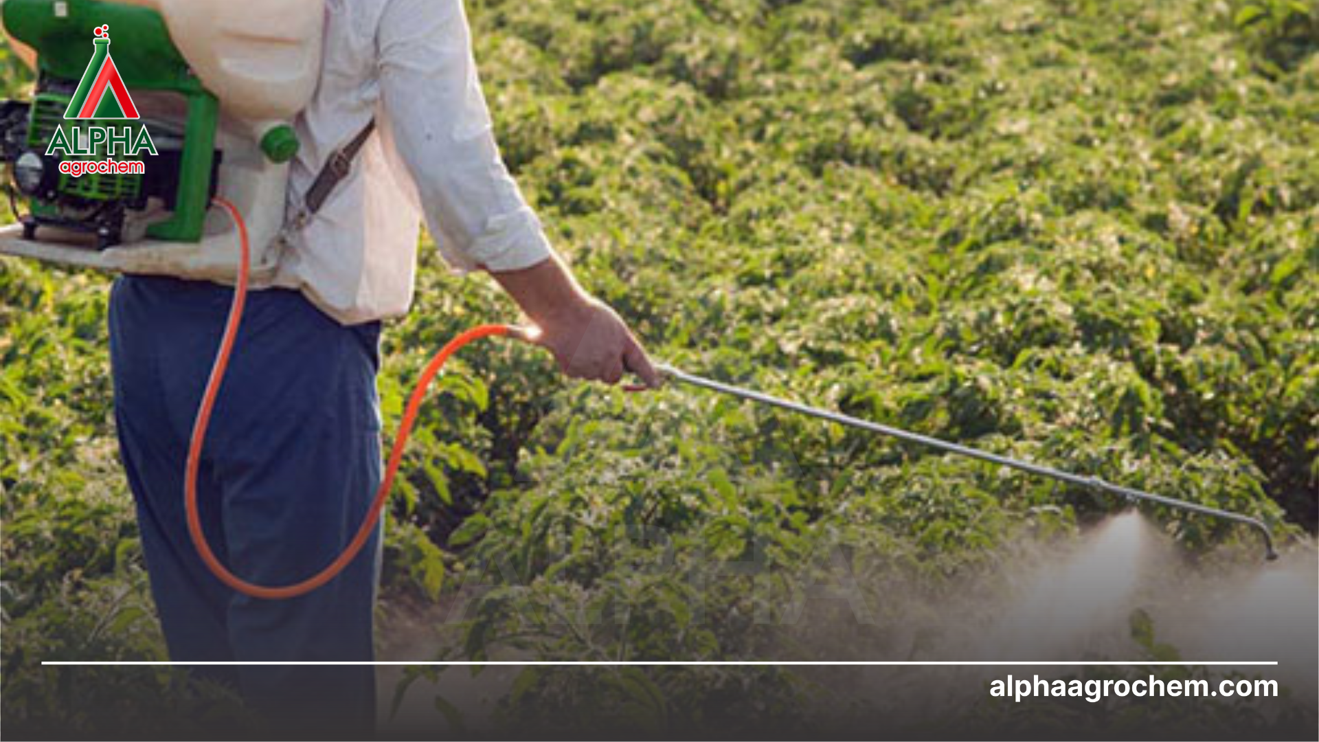 nông dân phun Phân bón lá NBC