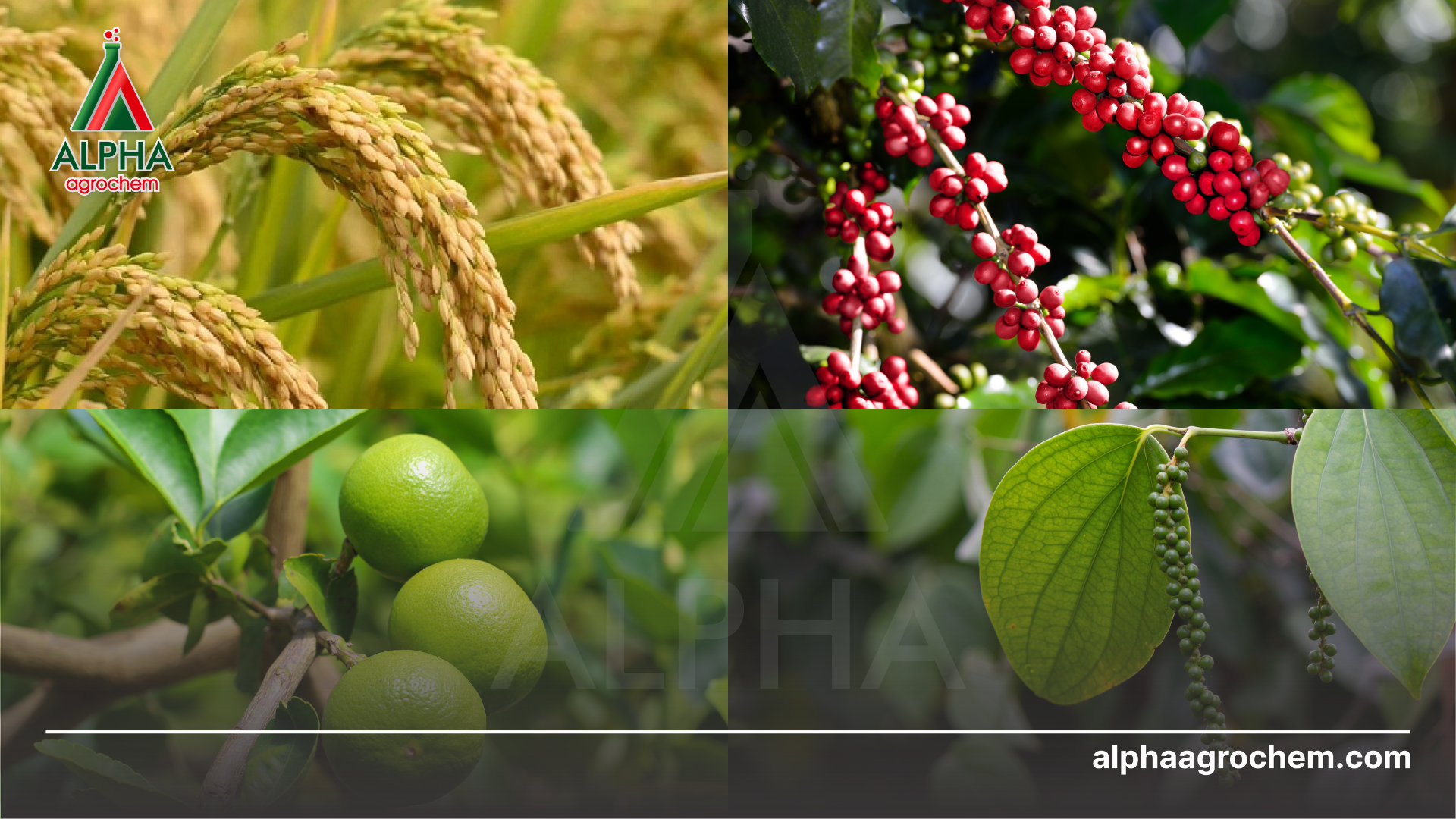 nống sản tươi tốt