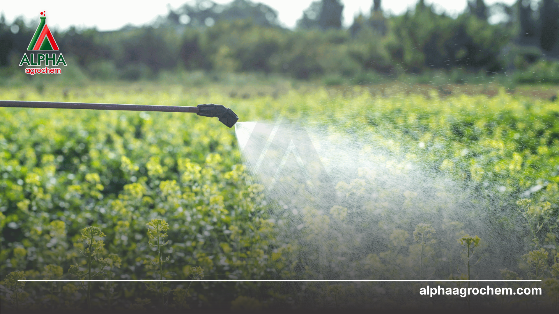 nông dân phun Phân bón lá NBC-Alcrop