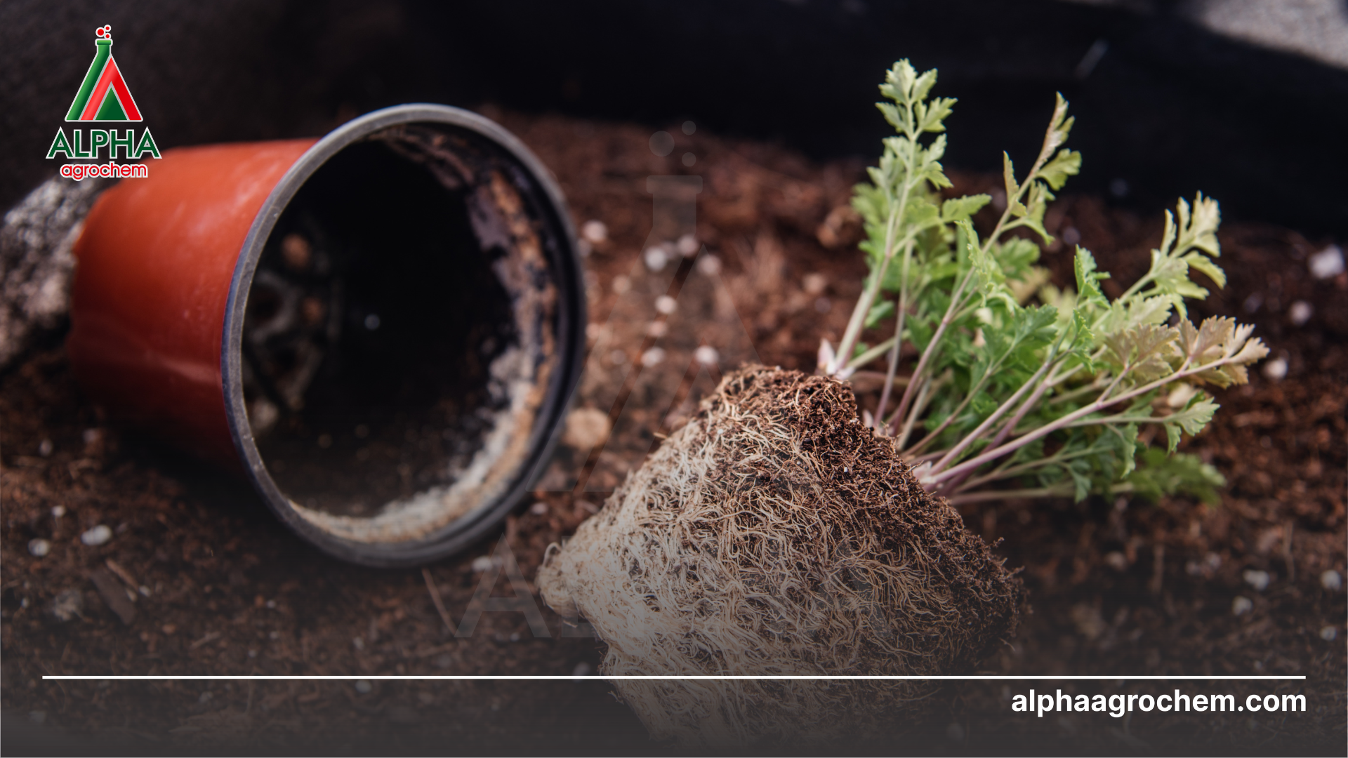 rễ cây chắc khoẻ 