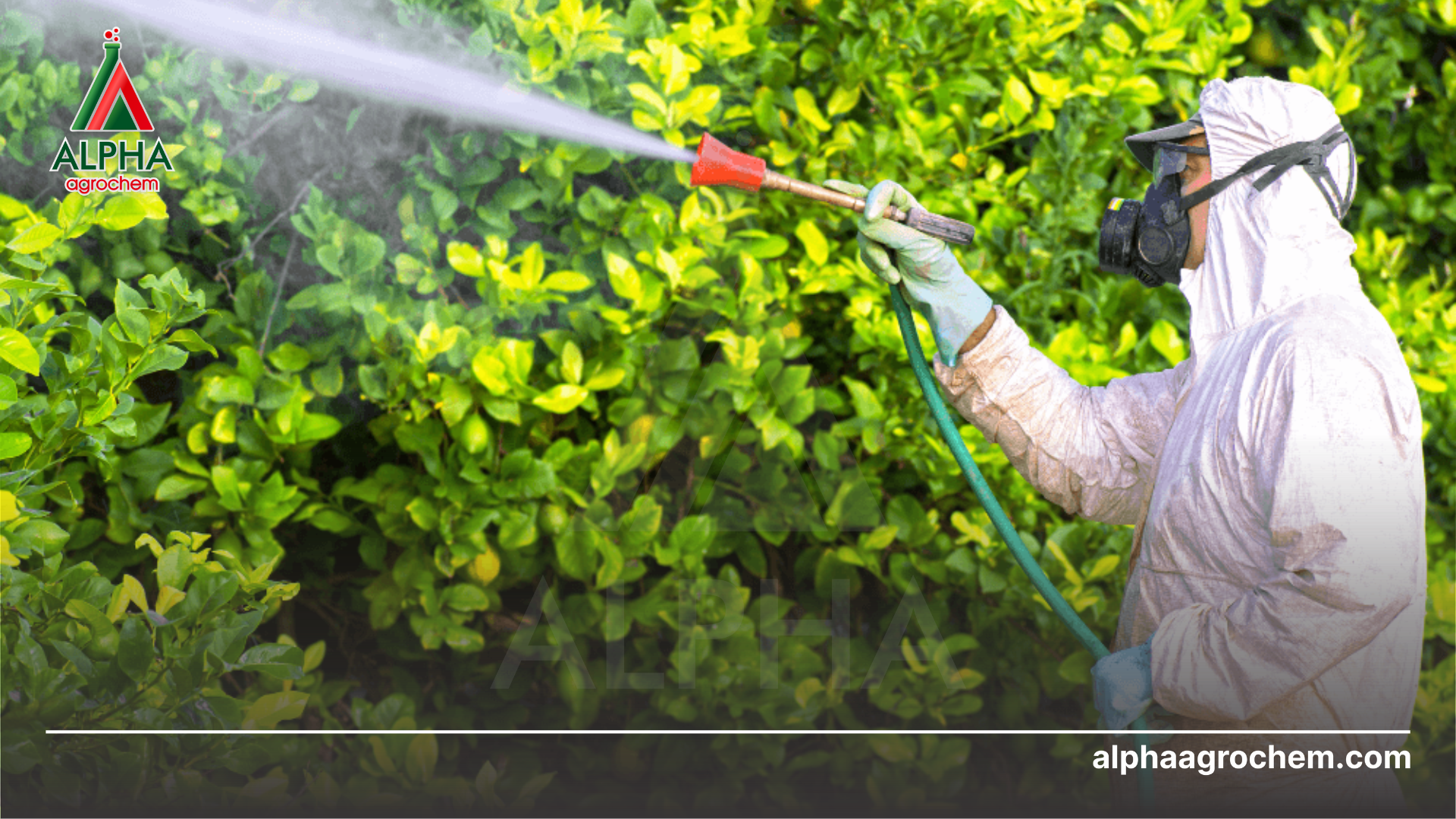 nông dân phun Phân bón lá Bio-Hume