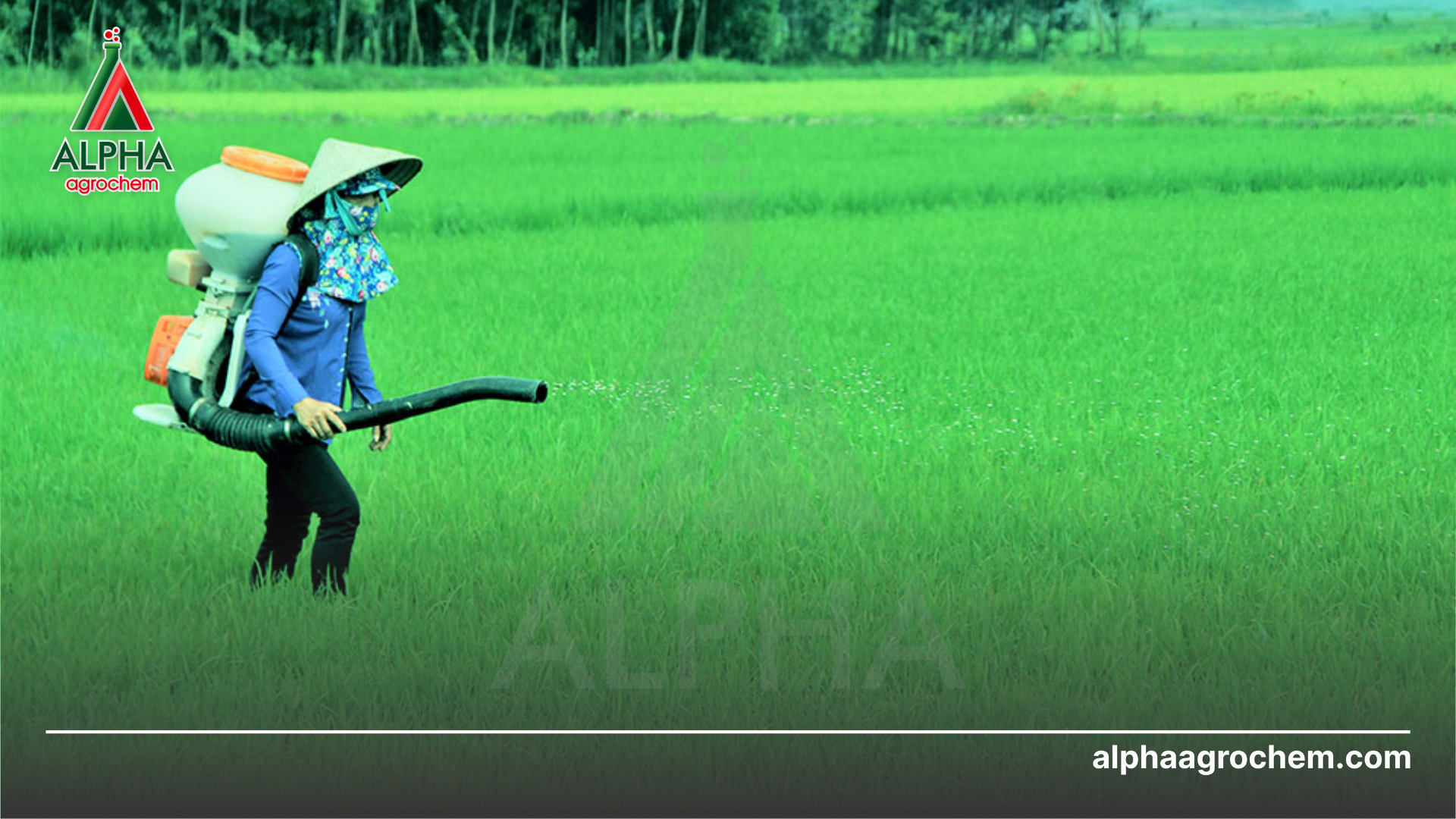 nông dân phun Phân bón lá hỗn hợp Nito Gana