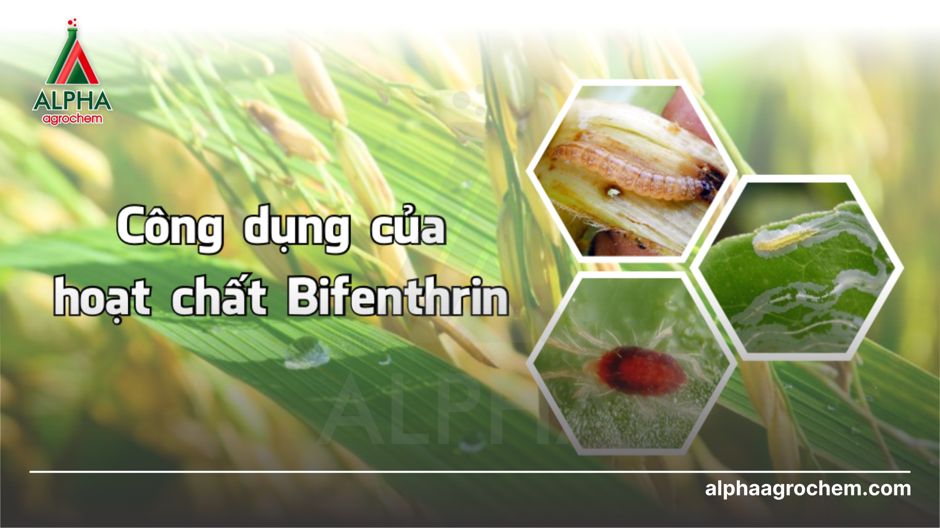 Công dụng của hoạt chất Bifenthrin