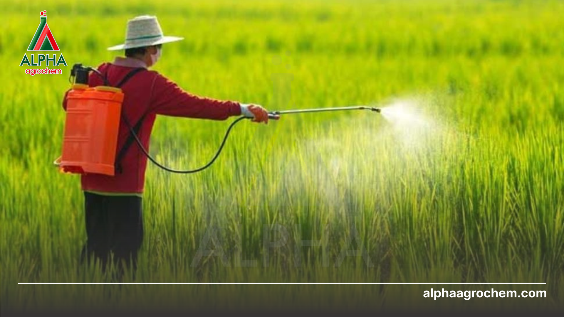 nông dân phun Phân bón hữu cơ DUBAI 04