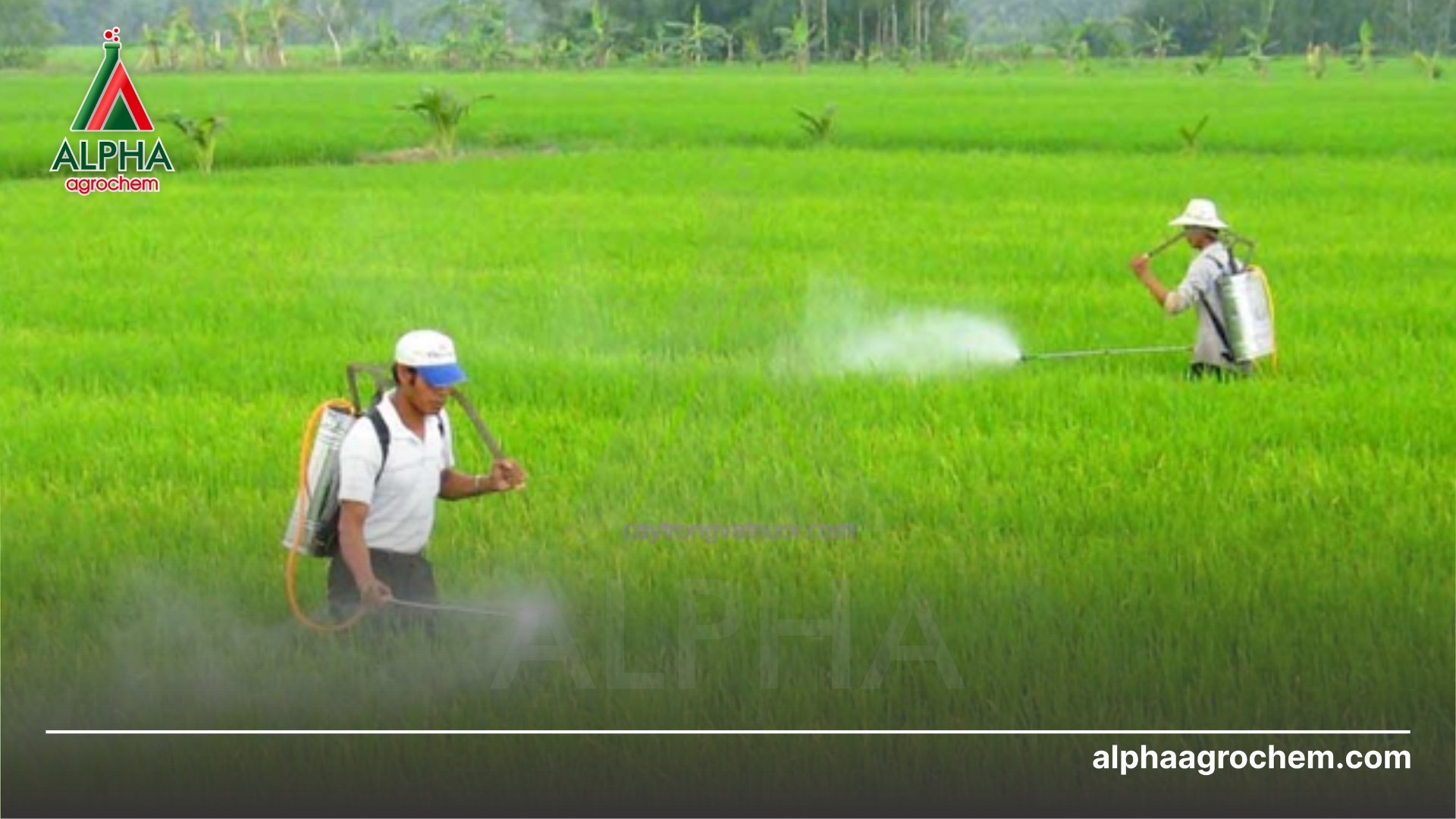 nông dân phun Phân bón lá vi lượng BOMN KHUMATE