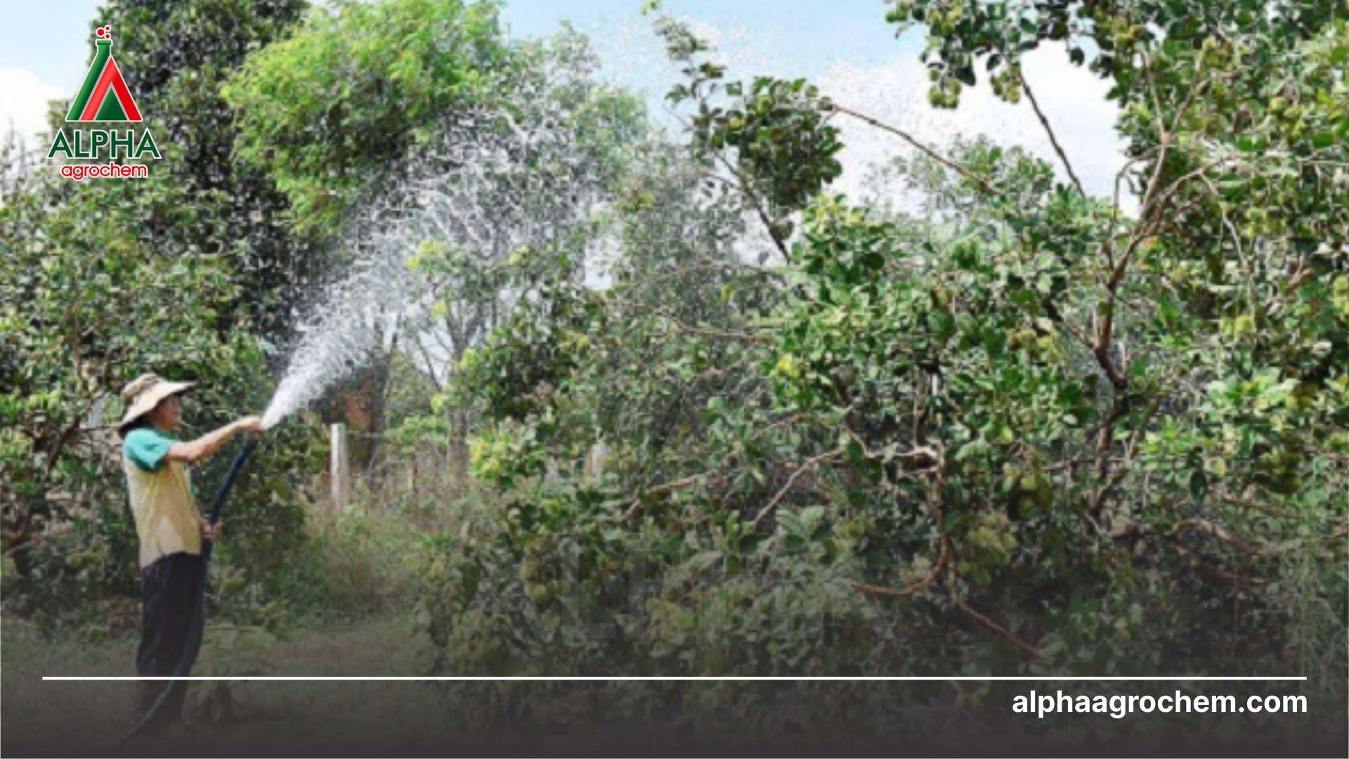 nông dân phun Phân bón NPK PVC 30-10-10