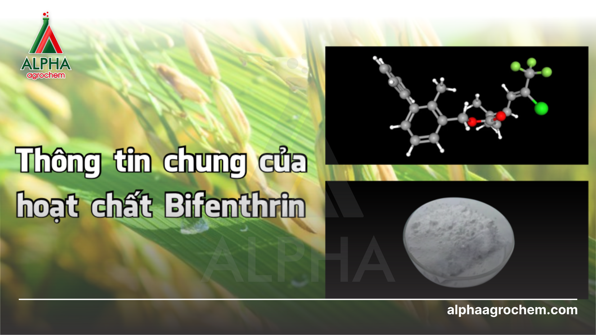 Đặc điểm chung của hoạt chất Bifenthrin
