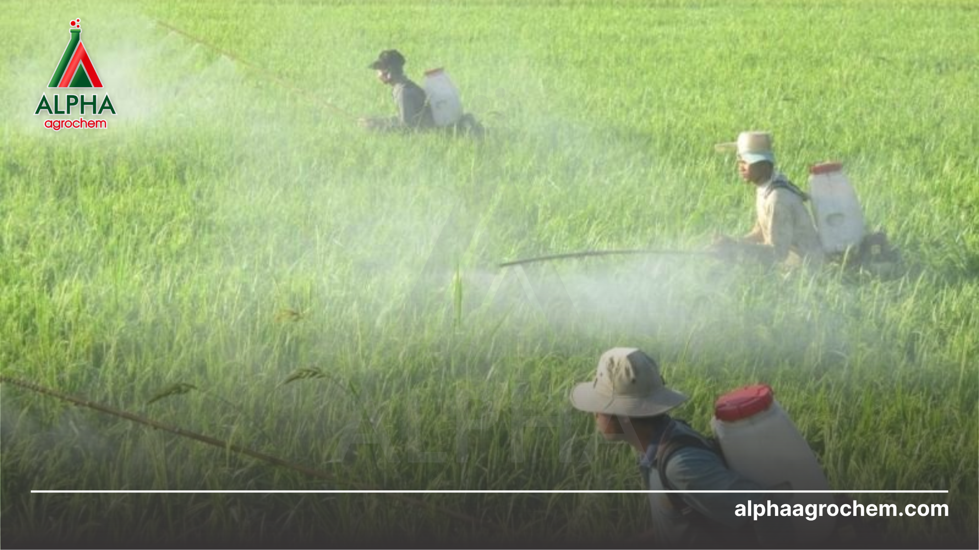 nông dân phun Phân bón lá vi lượng AD03