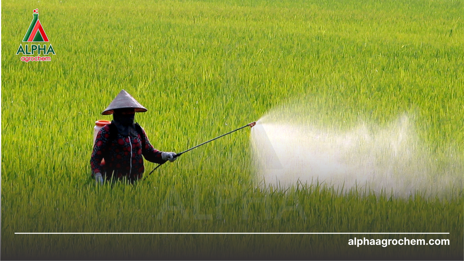 nông dân phun Phân bón hữu cơ khoáng SAM 2 5-5-5