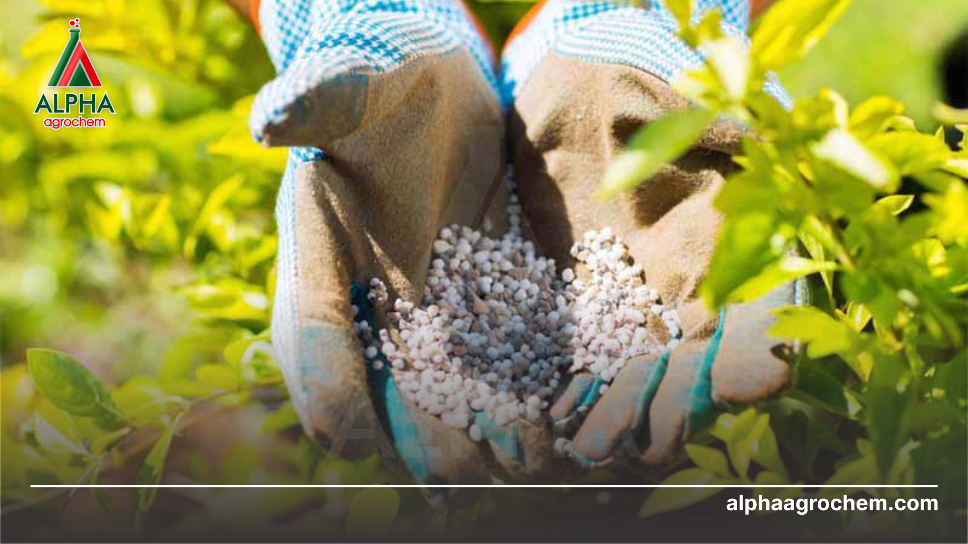 nông dân bón Phân bón DUBAI-MOP