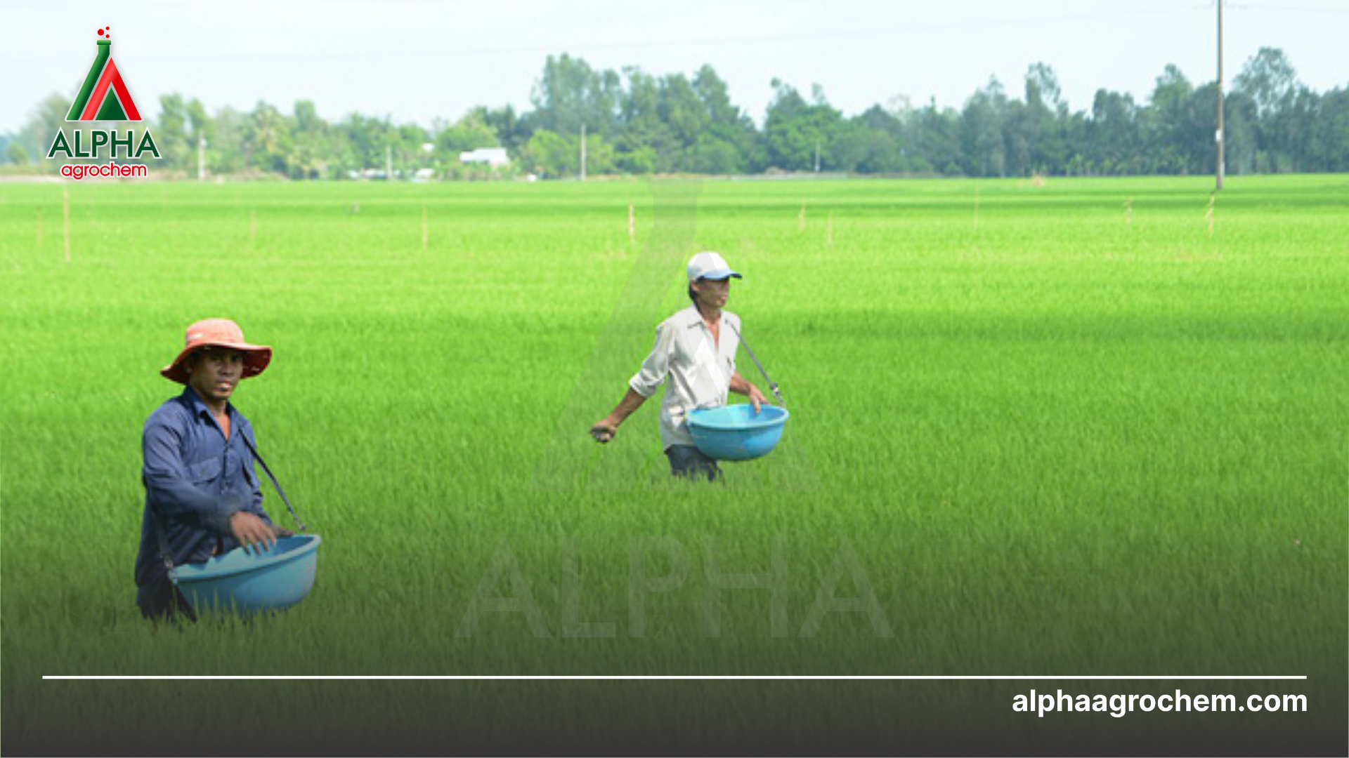 nông dân phun Phân bón hỗn hợp NPK 10-4-4 K&P