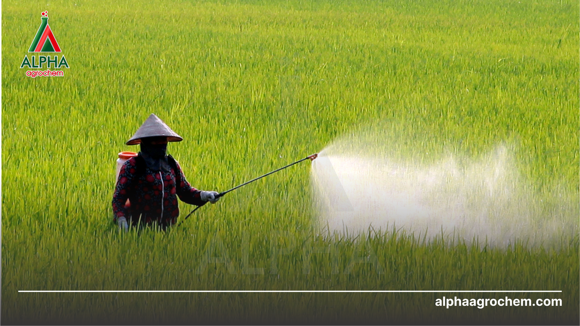 nông dân phun Phân bón lá vi lượng AD07