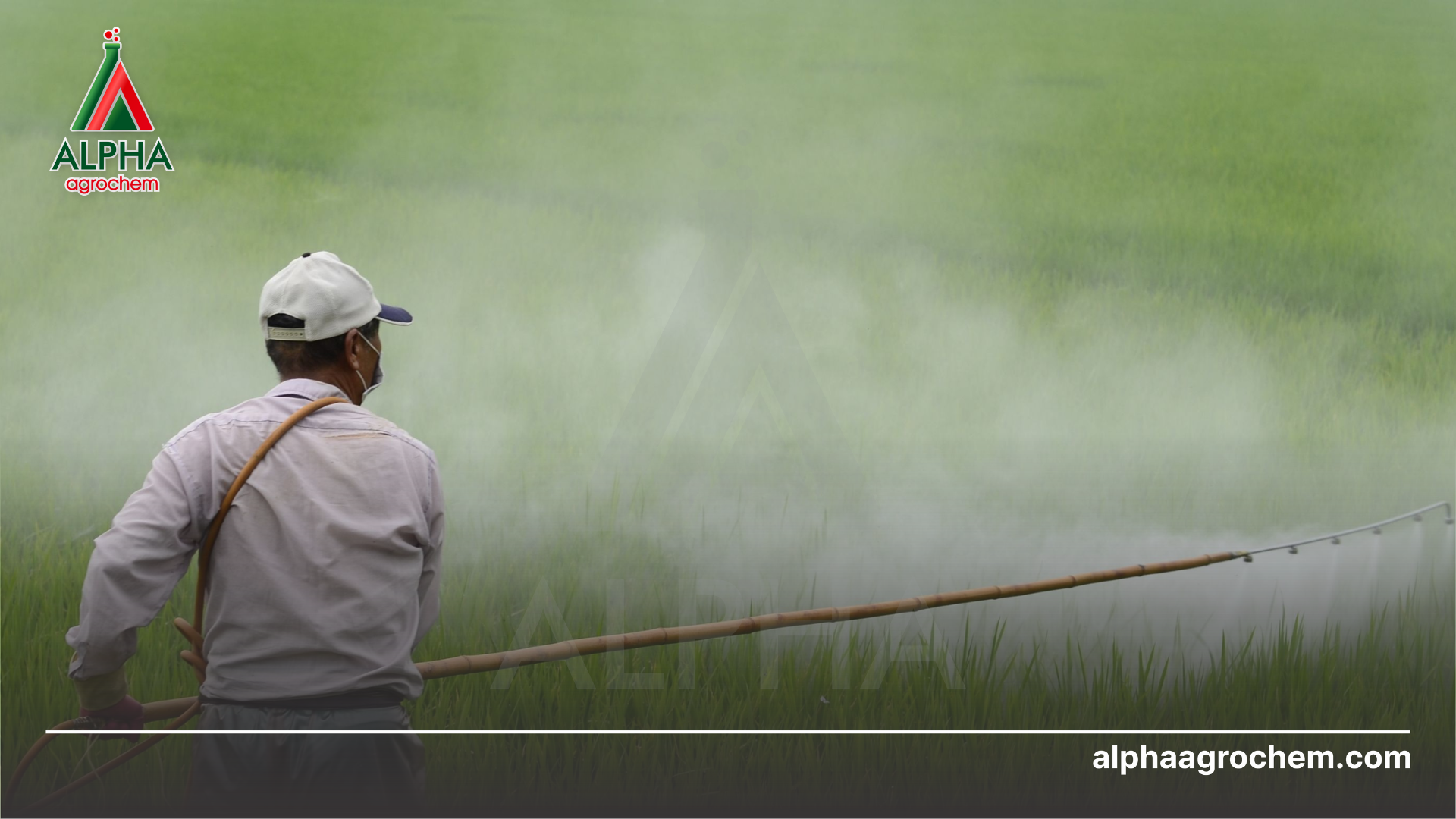 nông dân phun Phân bón hỗn hợp NPK UAI Kali Thái Lan