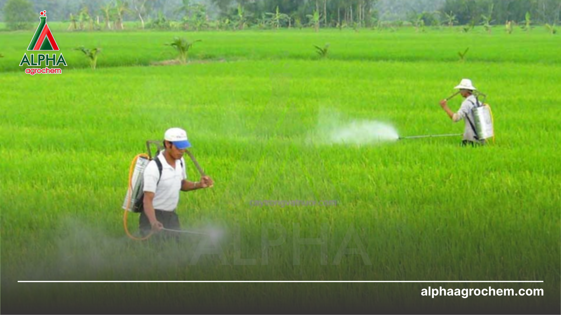 nông dân phun Phân bón lá trung lượng AD06