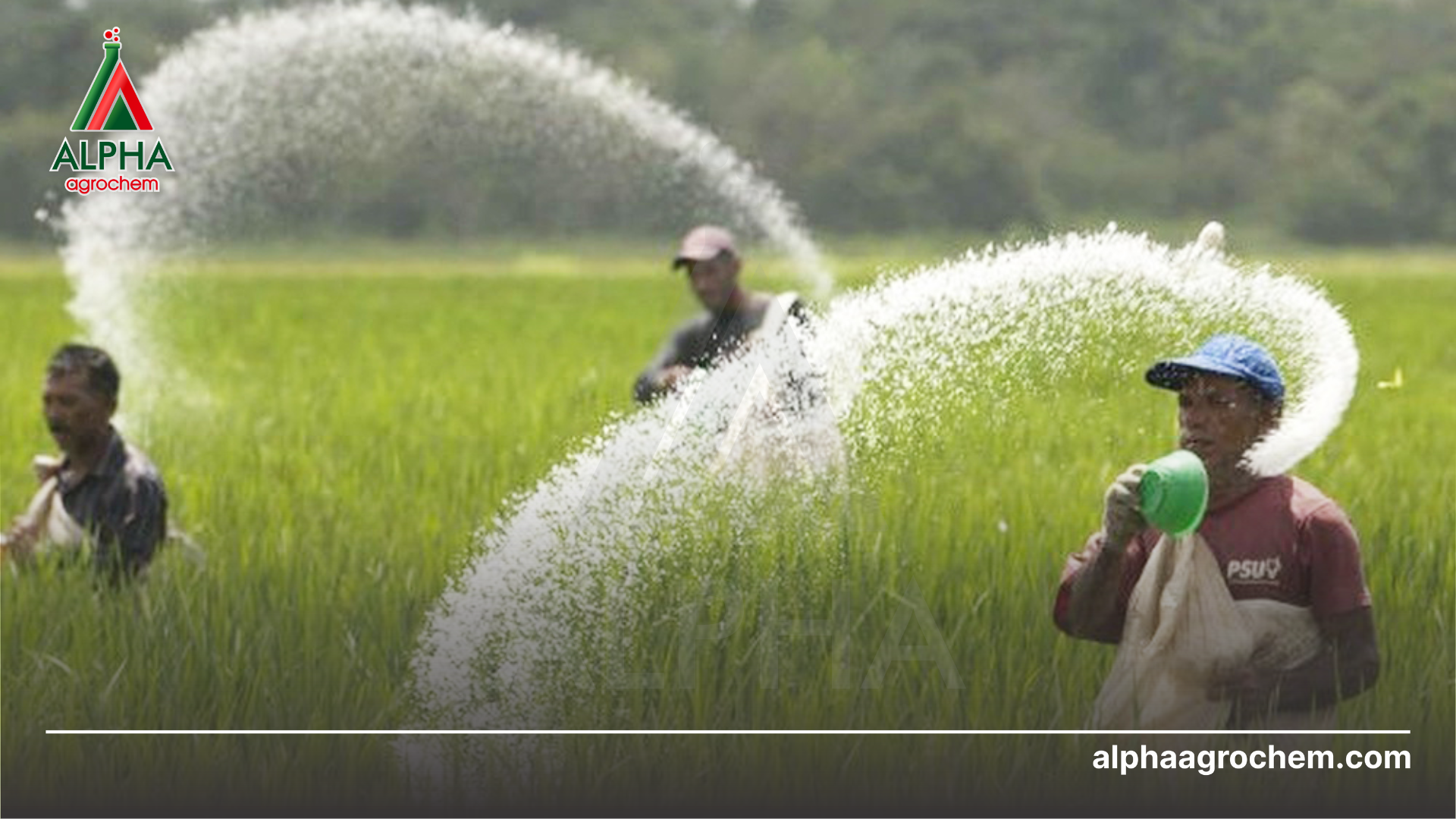nông dân phun Phân bón hỗn hợp NPK Bacte Kali 50Hc 9-6-12+B
