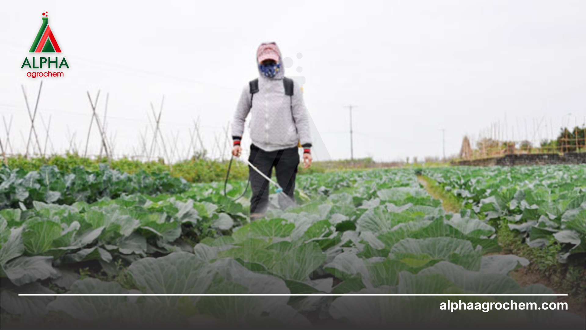 nông dân phun Phân bón lá Kali Sulphat Bacte Kali 50