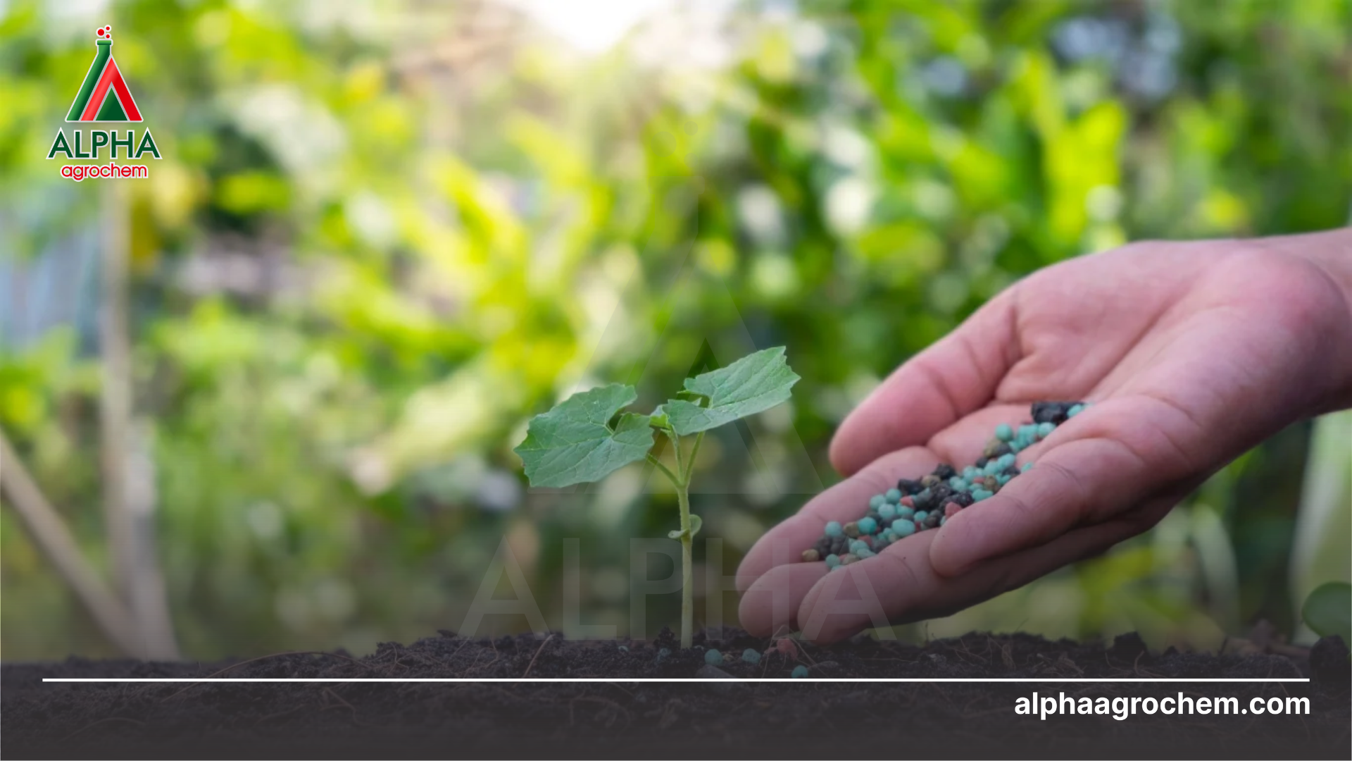 nông dân phun Phân bón hữu cơ DUBAI 01