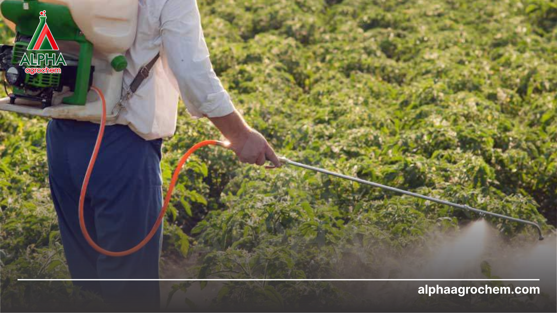 nông dân phun Phân bón lá vi lượng SAM1-Bo