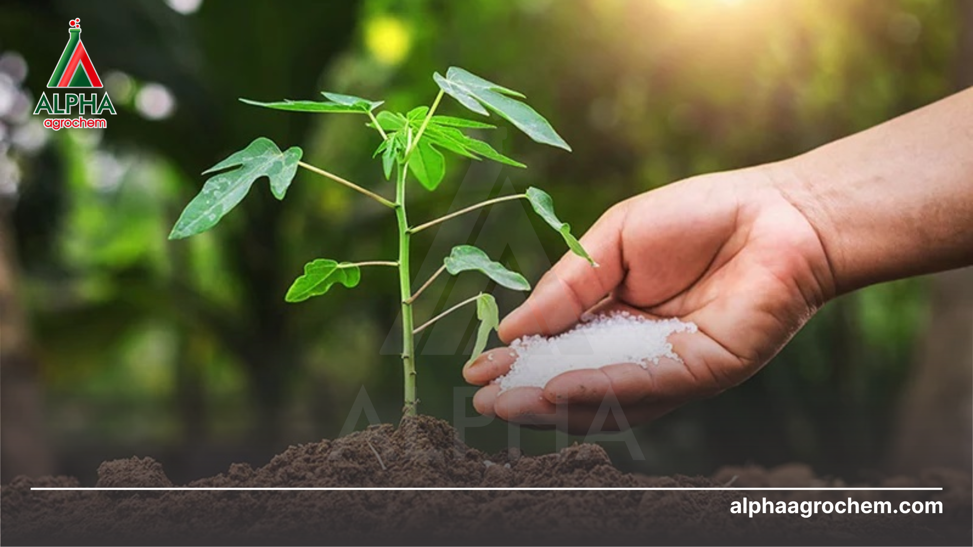 nông dân phun Phân bón Philip 20-10-20