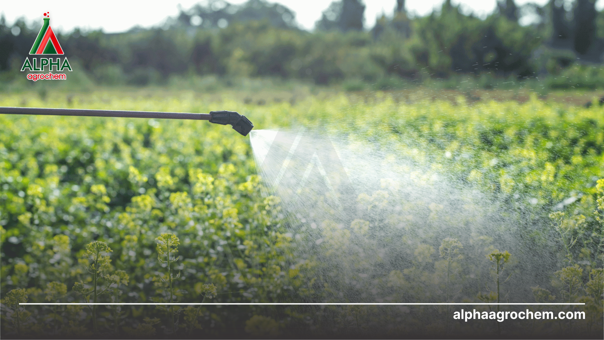 nông dân phun Phân bon sinh học DAP