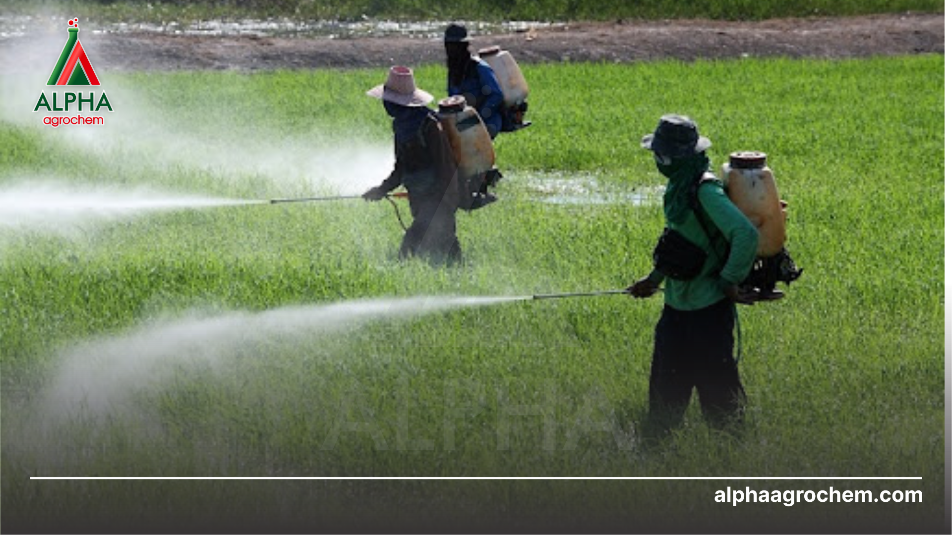 nông dân phun Phân bón lá trung lượng SAM1