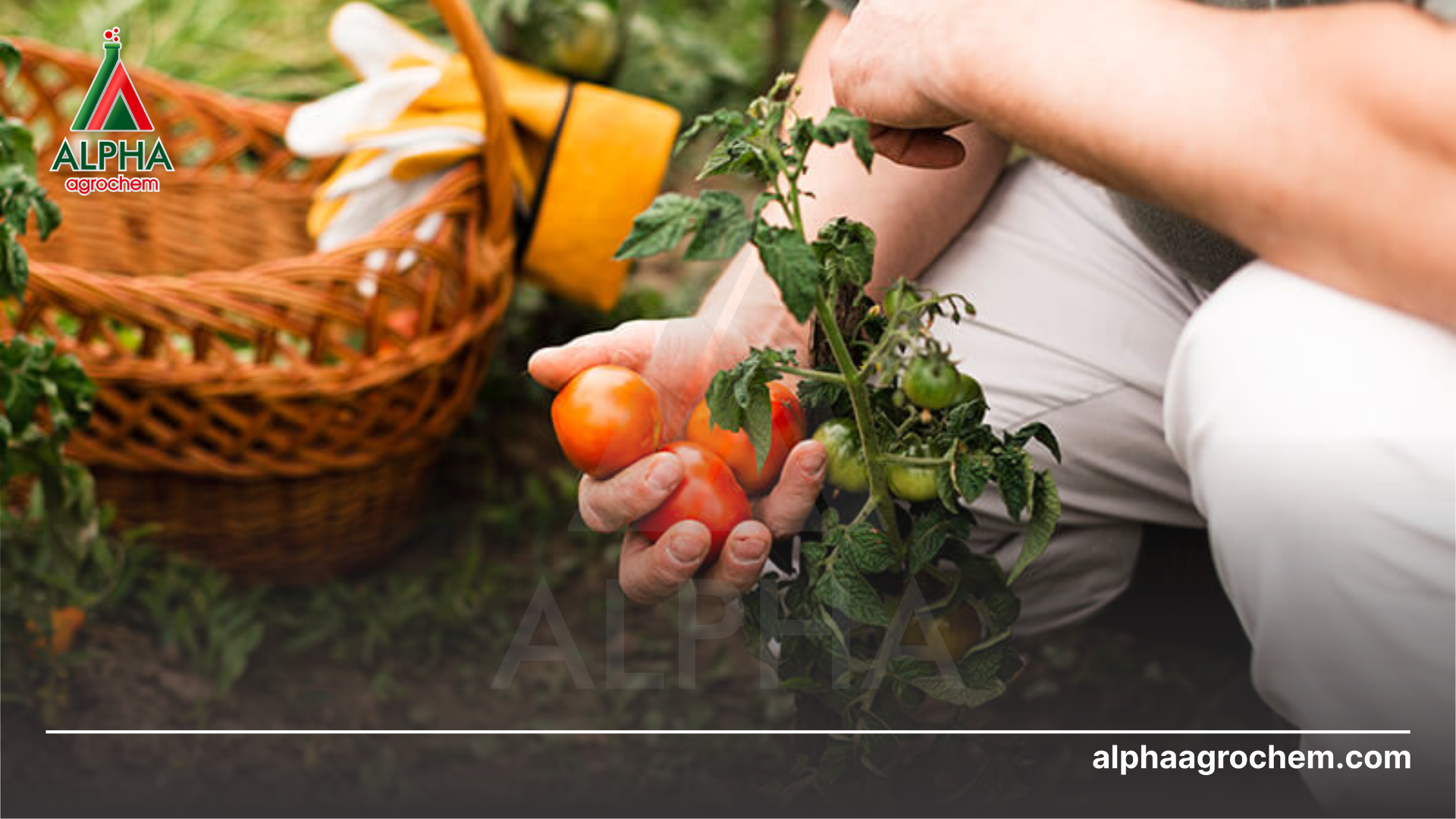 nông sản tươi ngon