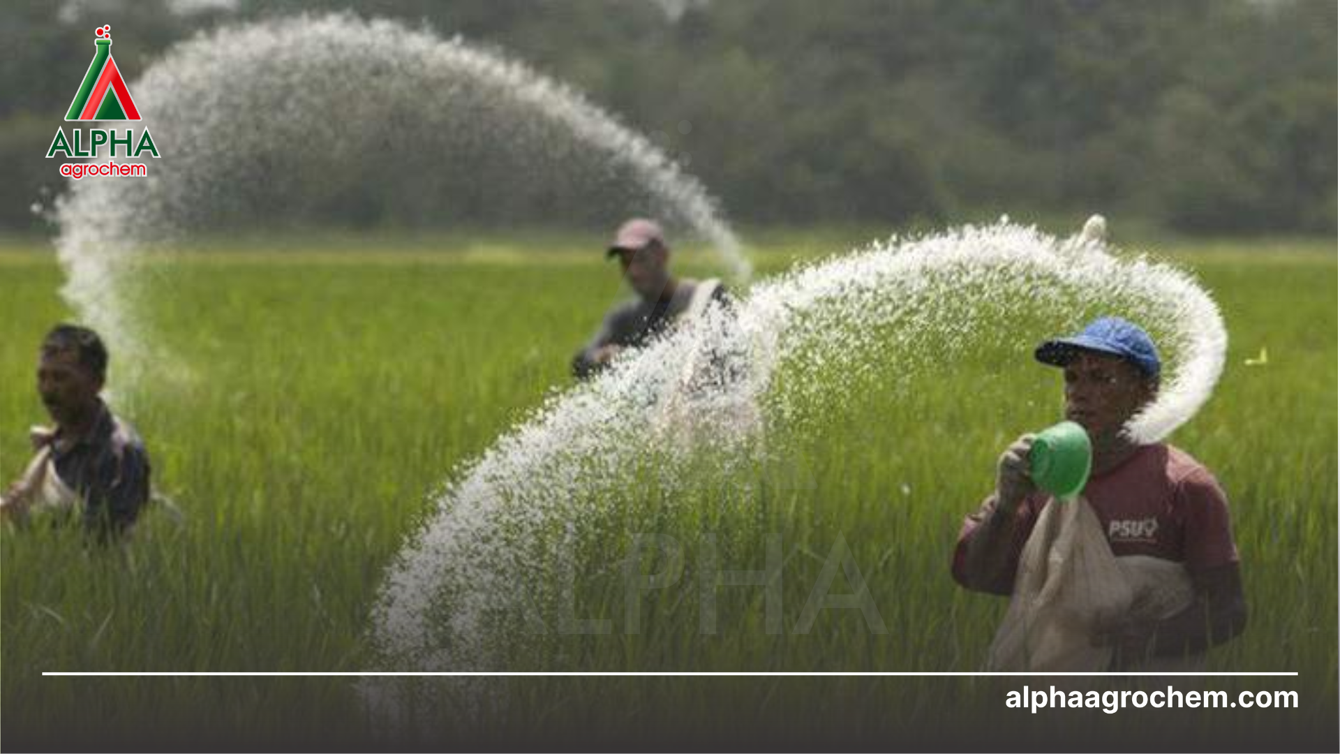 nông dân phun Phân bón vi lượng APHA